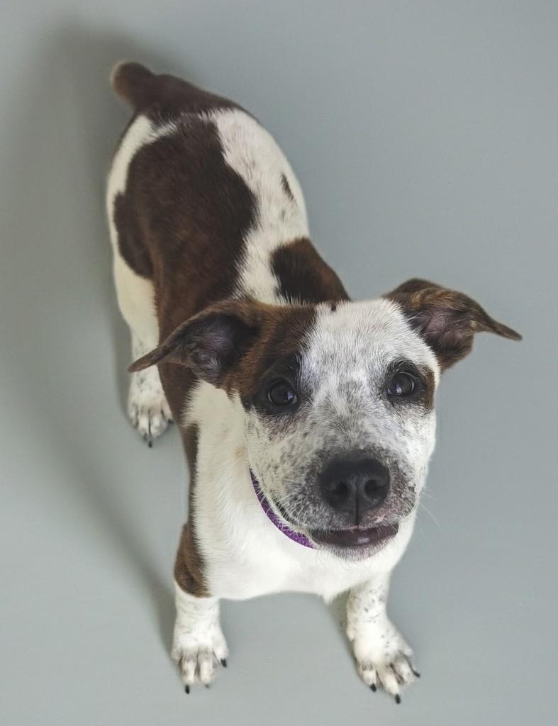 Enlarge Bindi-5mo Old Puppy!, a Adoptable mixed breed in Fort Myers, FL image 1/2
