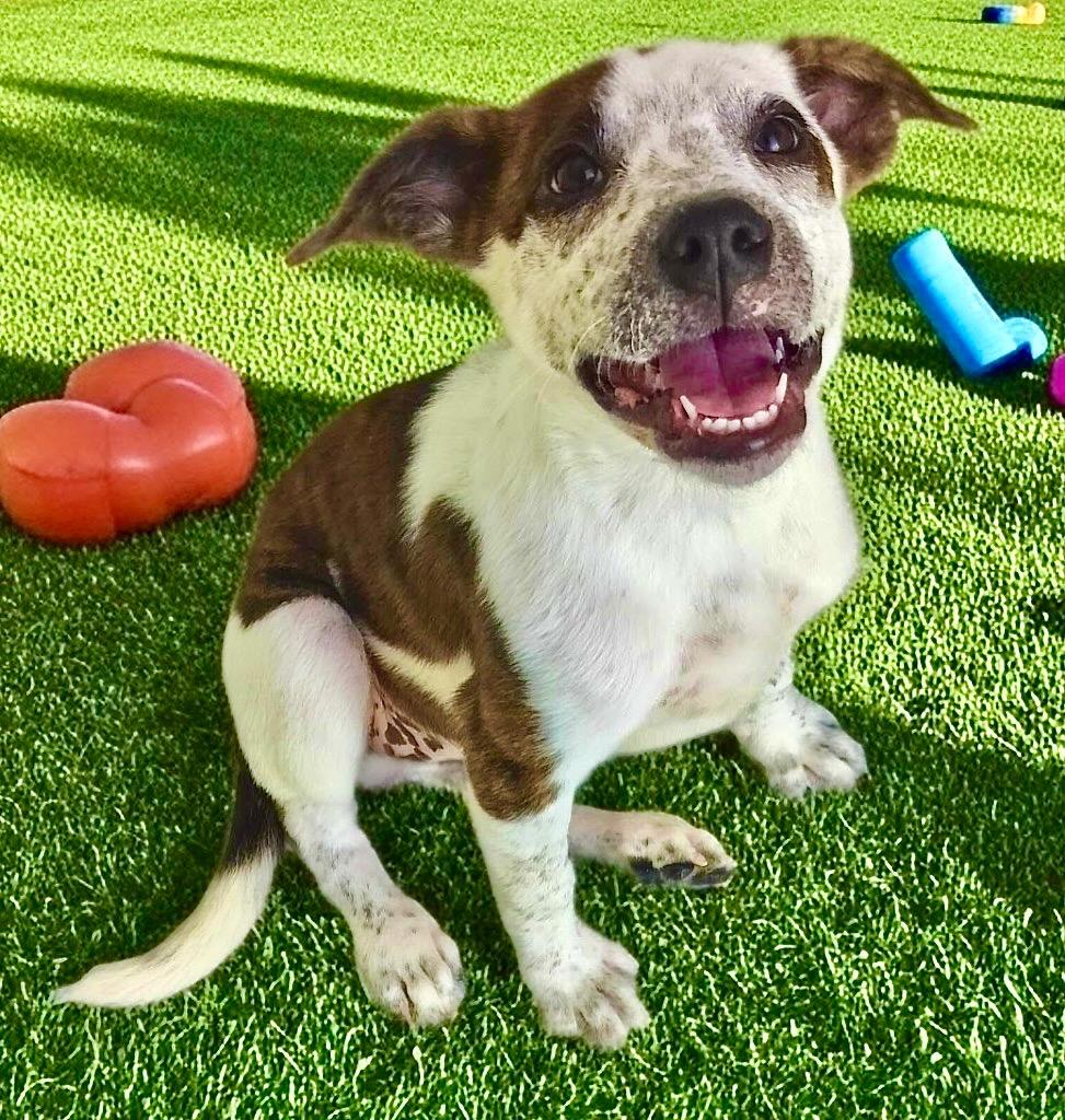 Enlarge Bindi-5mo Old Puppy!, a Adoptable mixed breed in Fort Myers, FL image 2/2