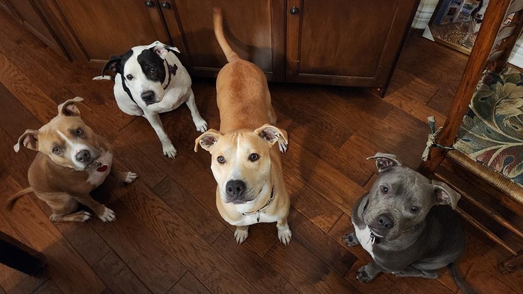 Enlarge Gracie, a Adoptable mixed breed in Thousand Oaks, CA image 4/4