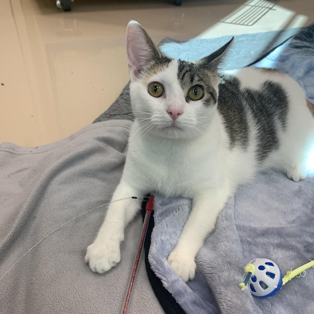 Enlarge Solar, a Adoptable Domestic Short Hair in Mebane, NC image 1/5