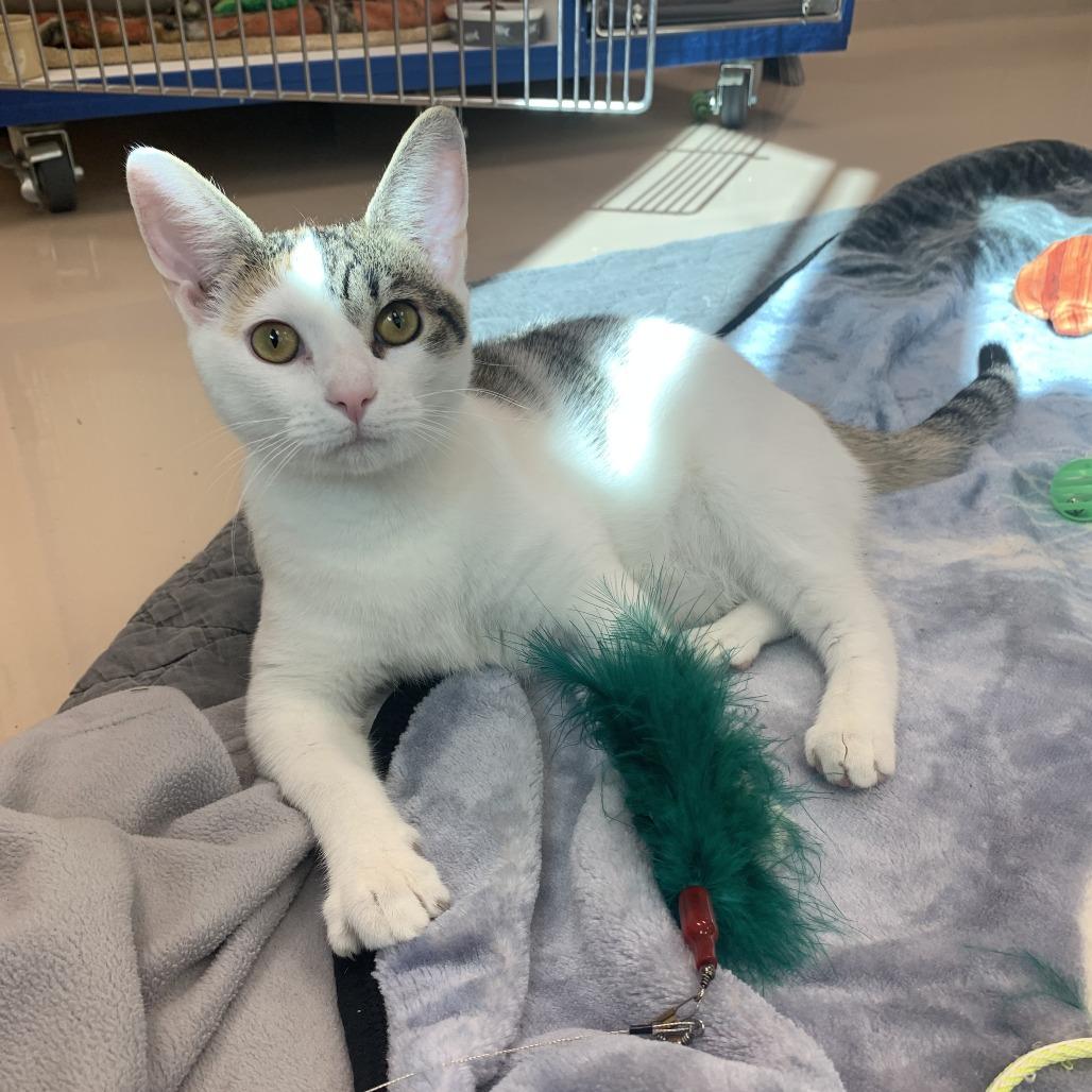 Enlarge Solar, a Adoptable Domestic Short Hair in Mebane, NC image 2/5