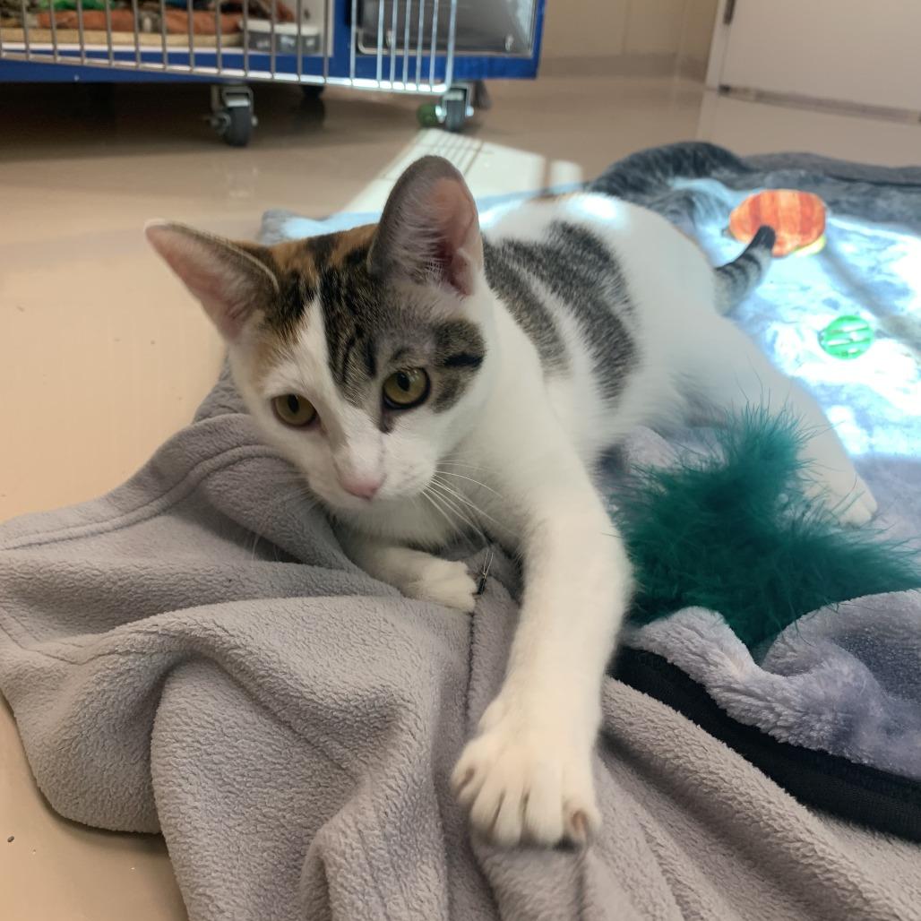 Enlarge Solar, a Adoptable Domestic Short Hair in Mebane, NC image 3/5