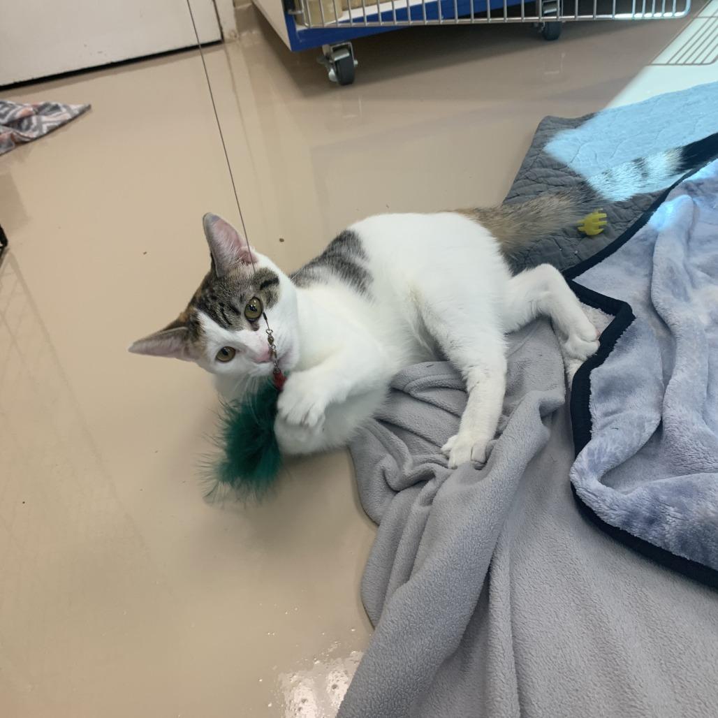 Enlarge Solar, a Adoptable Domestic Short Hair in Mebane, NC image 4/5