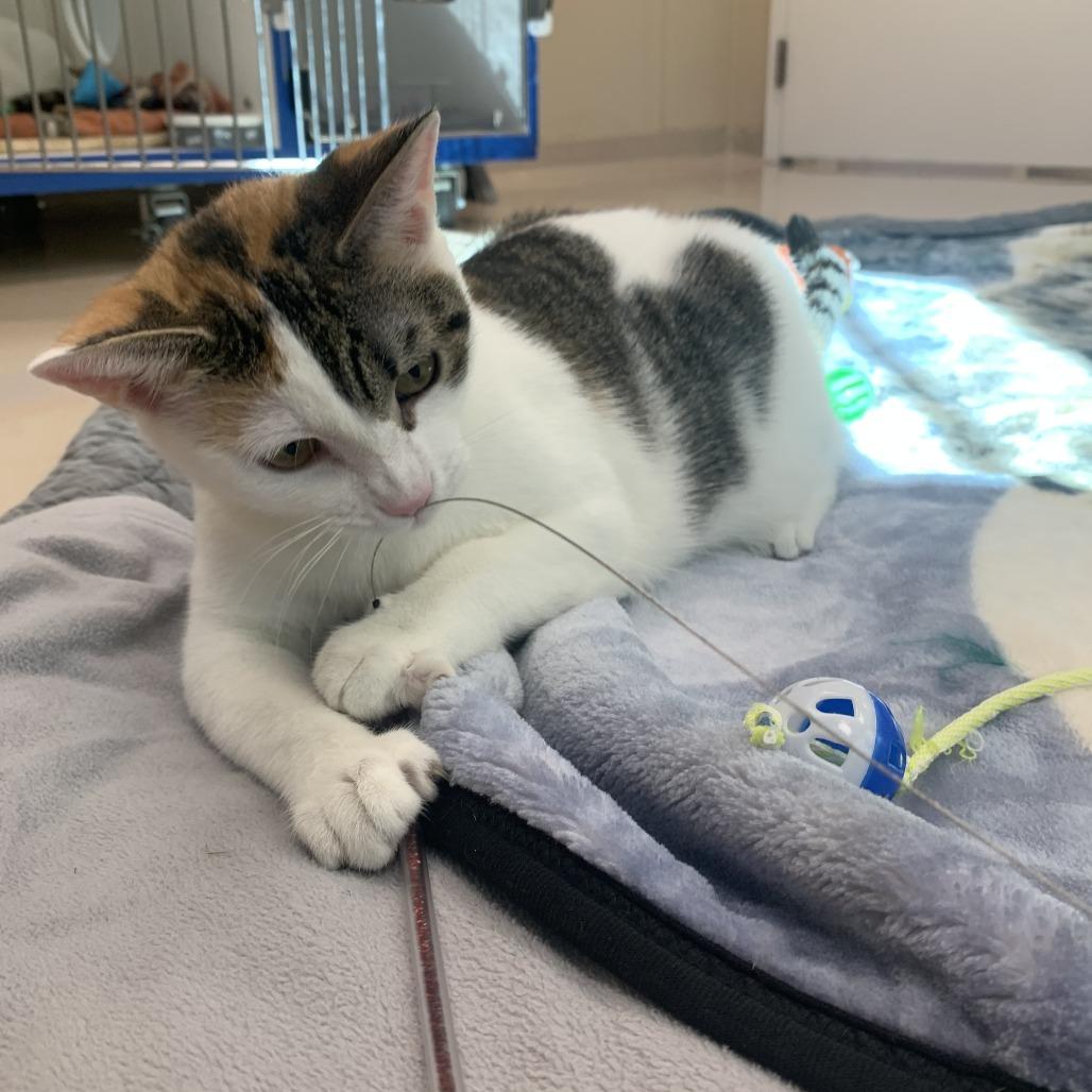 Enlarge Solar, a Adoptable Domestic Short Hair in Mebane, NC image 5/5