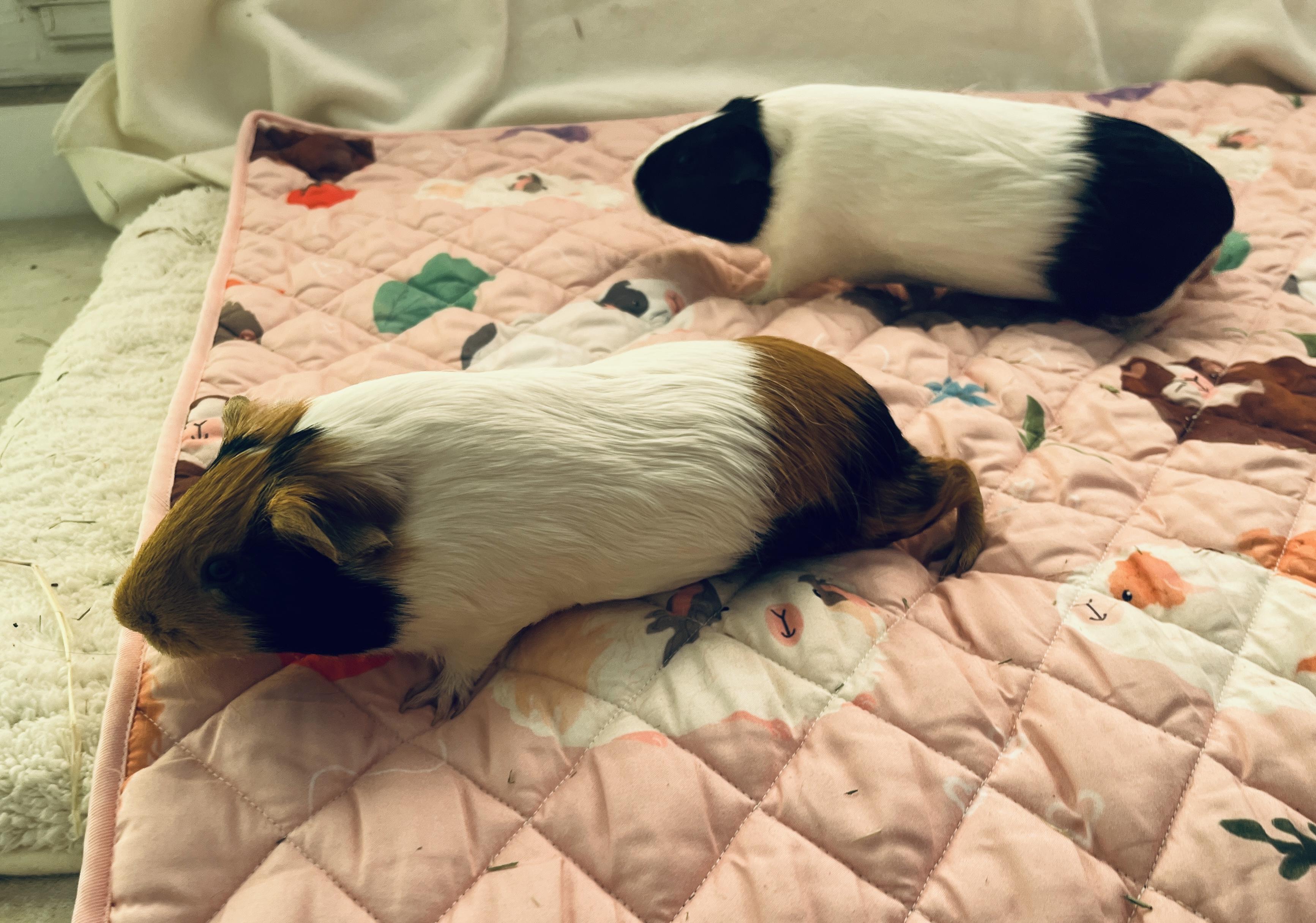 Enlarge Pesto & Parmesan (bonded females), a Adoptable Guinea Pig in Oakland, CA image 2/6