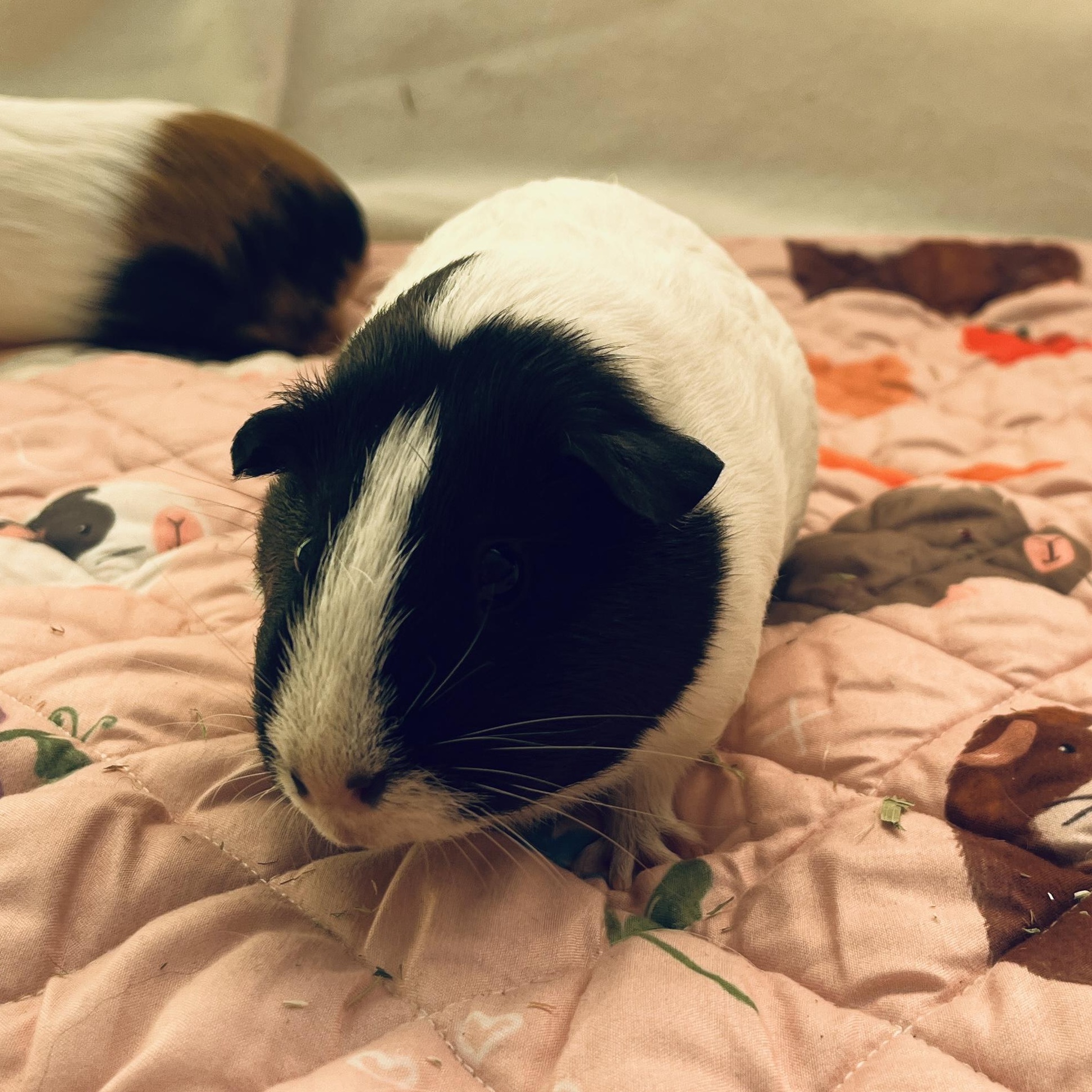 Enlarge Pesto & Parmesan (bonded females), a Adoptable Guinea Pig in Oakland, CA image 5/6