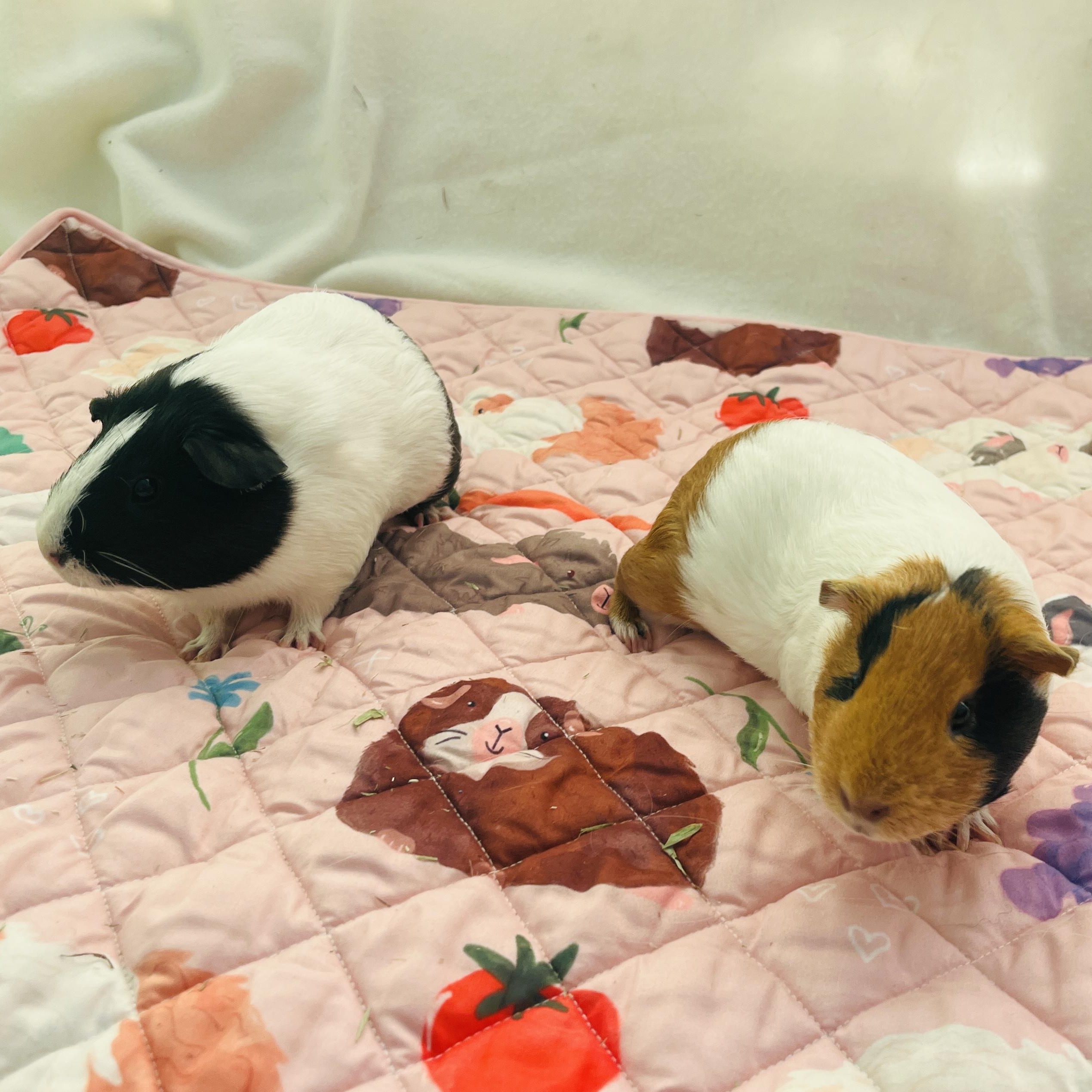 Enlarge Pesto & Parmesan (bonded females), a Adoptable Guinea Pig in Oakland, CA image 6/6