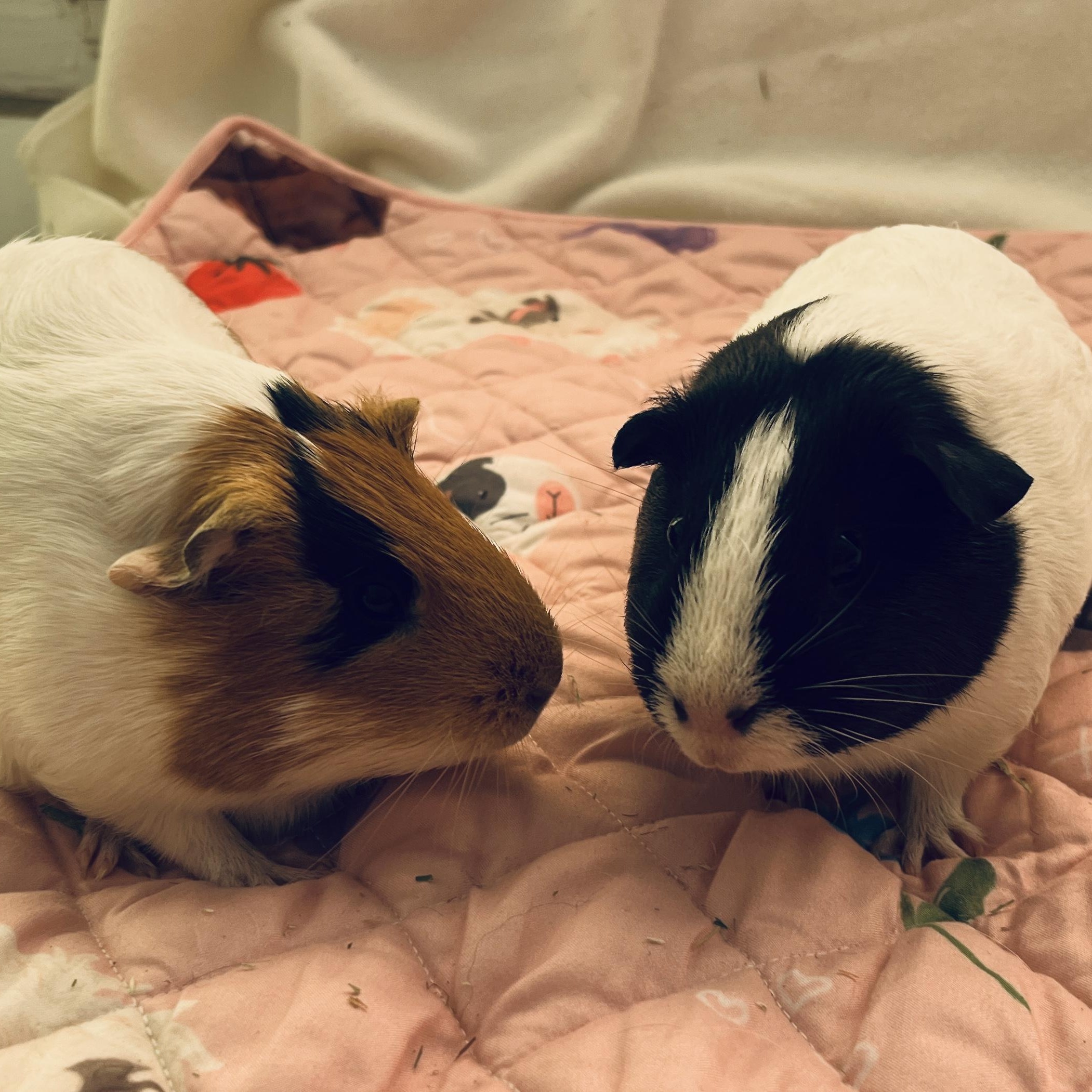Enlarge Pesto & Parmesan (bonded females), a Adoptable Guinea Pig in Oakland, CA image 1/6