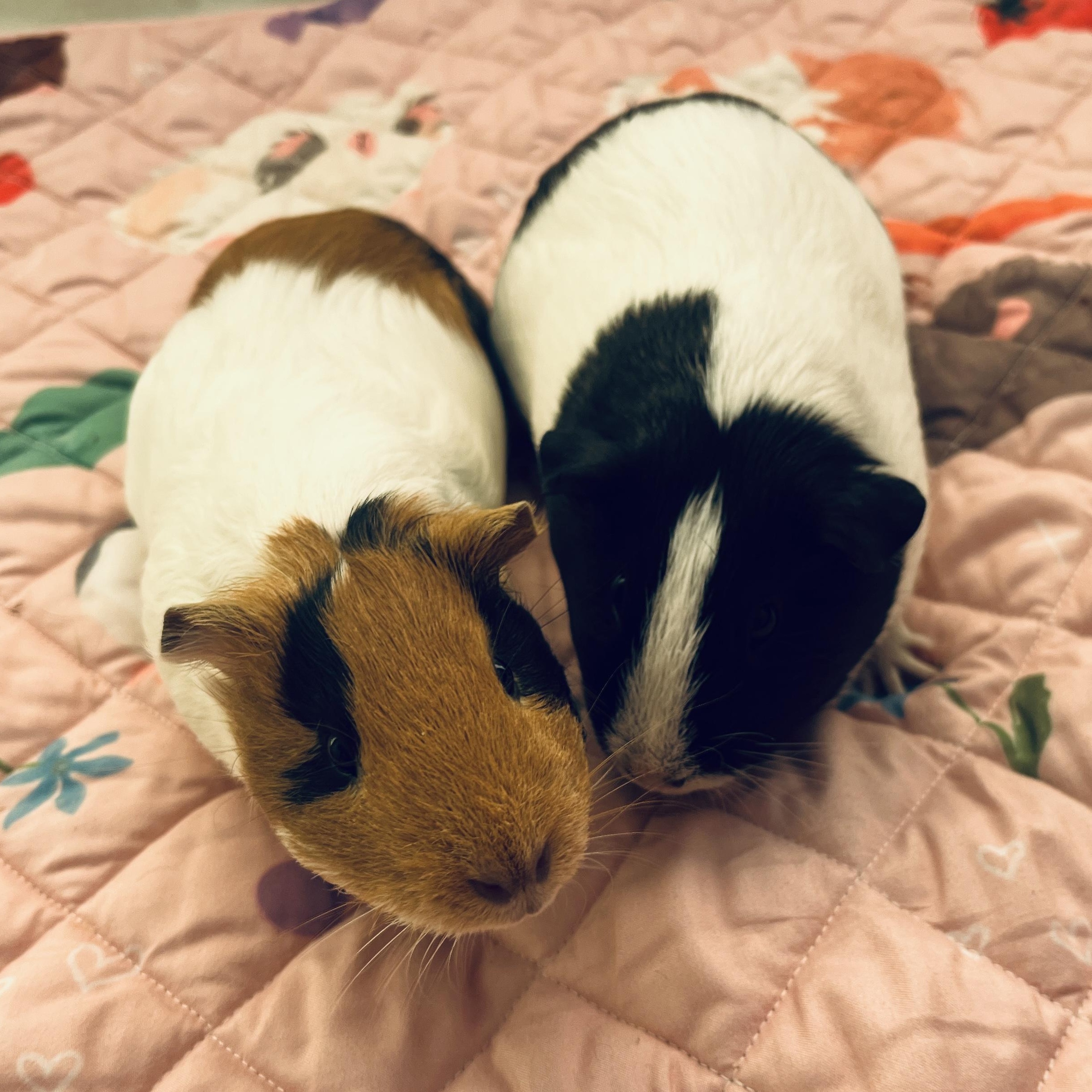 Enlarge Pesto & Parmesan (bonded females), a Adoptable Guinea Pig in Oakland, CA image 3/6