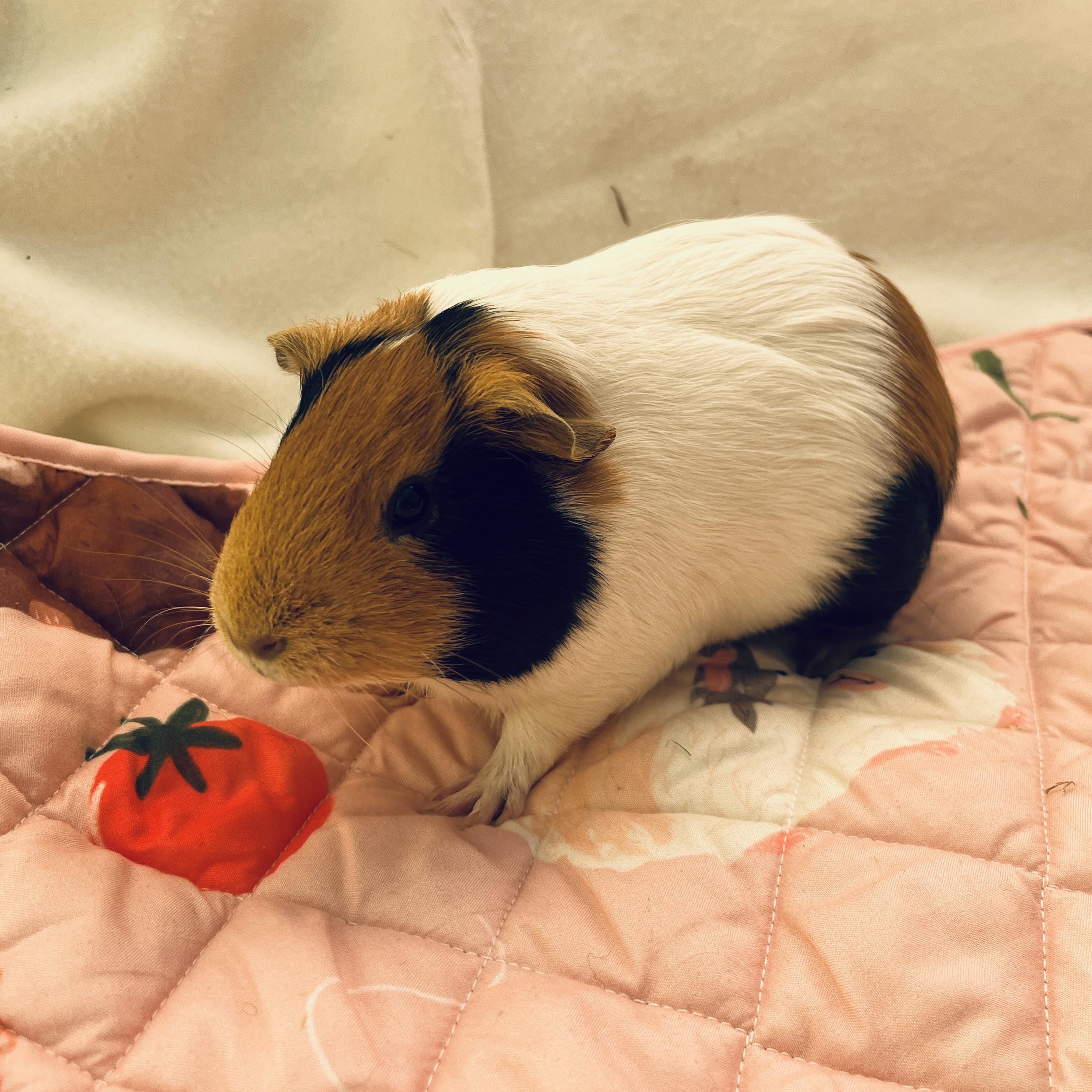 Enlarge Pesto & Parmesan (bonded females), a Adoptable Guinea Pig in Oakland, CA image 4/6