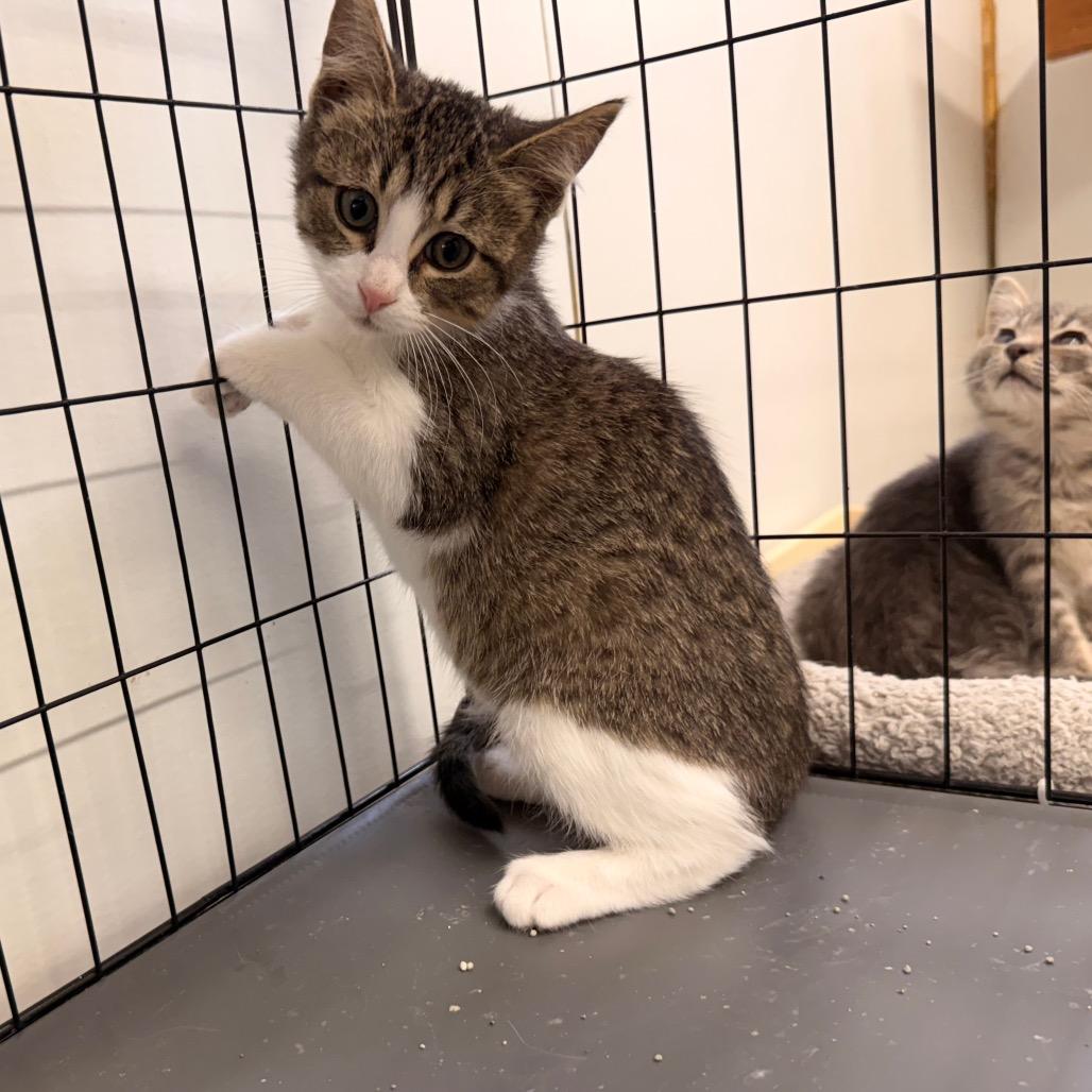 Enlarge Pebble, a Adoptable Domestic Short Hair in Rangely, CO image 1/1