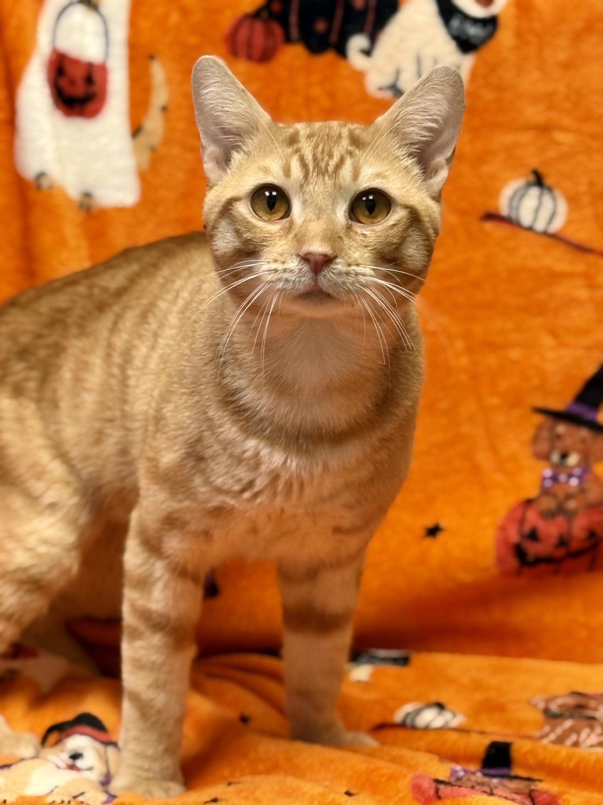 Pumpkin, Adoptable, Adult Male Domestic Short Hair.