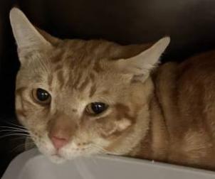 Enlarge Pumpkin, a Adoptable Domestic Short Hair in Ashland, VA image 2/2