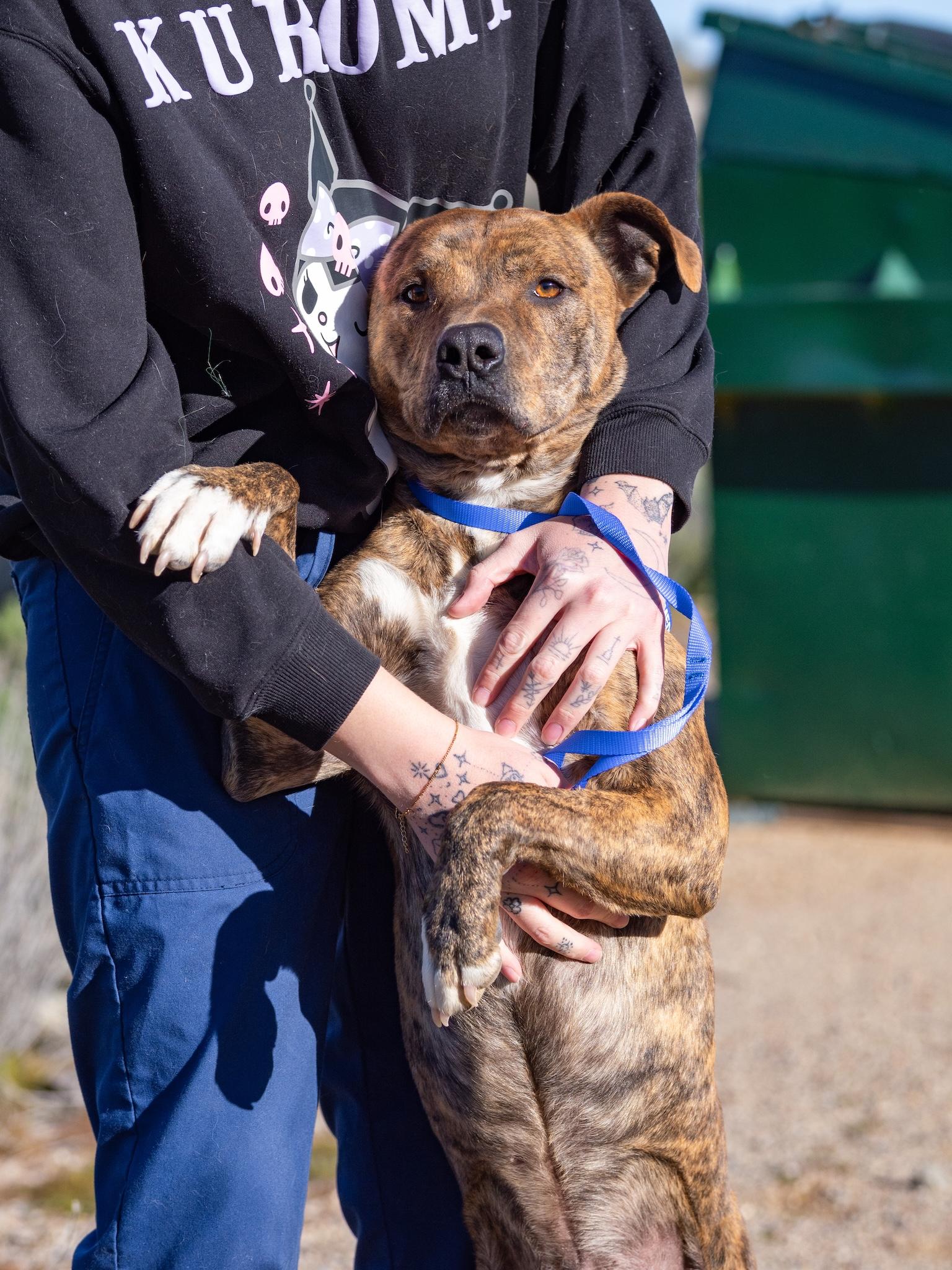 Enlarge Blue, a Adoptable mixed breed in Globe, AZ image 1/1