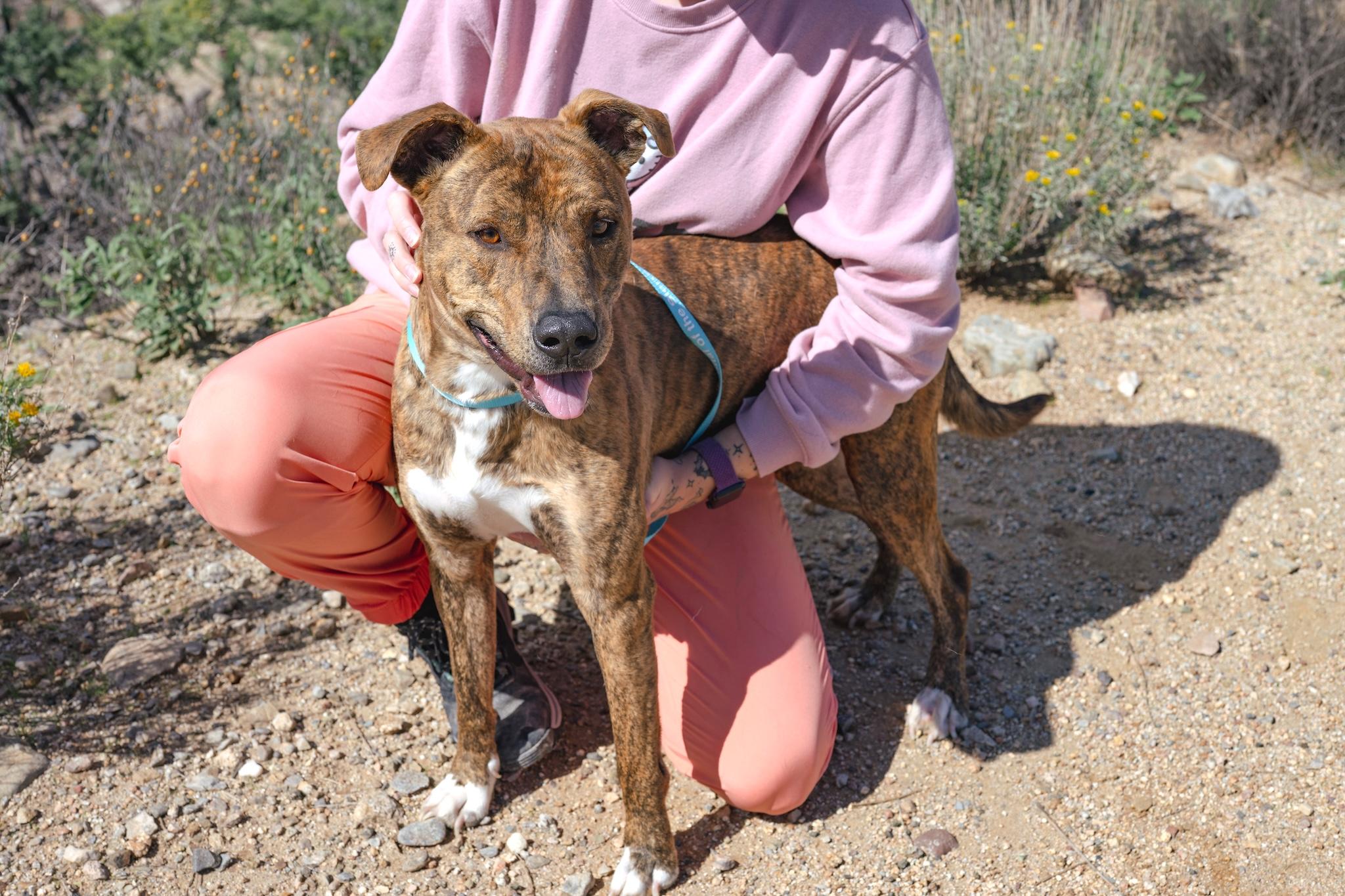 Enlarge BLUE, a Adoptable Mixed Breed in Globe, AZ image 1/1