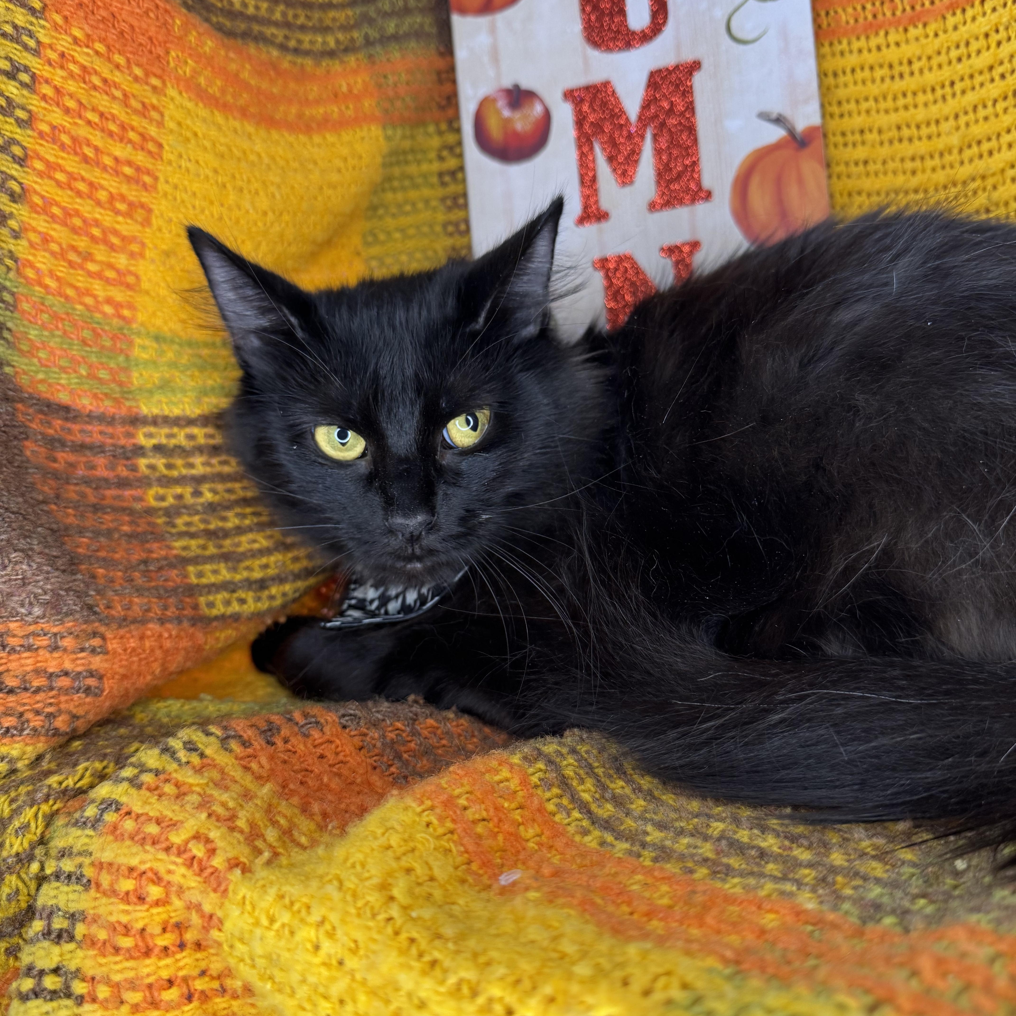 Enlarge Dumpling, a Adoptable mixed breed in Mount Vernon, IL image 5/6