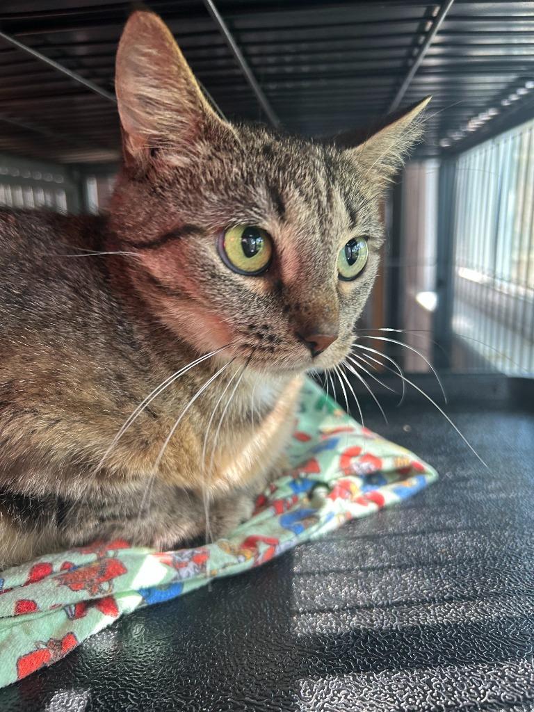 Frenchie, Adoptable, Adult Female Domestic Short Hair.