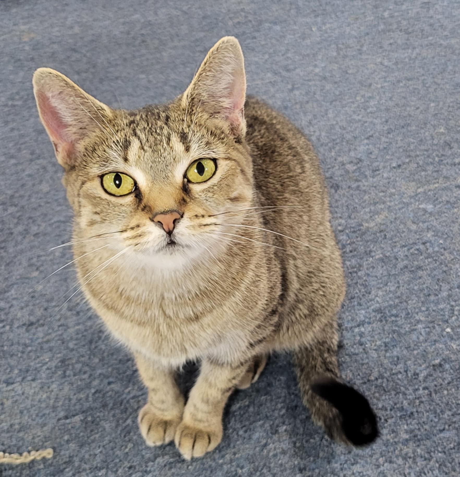 Nova, Adoptable, Young Female Domestic Short Hair.