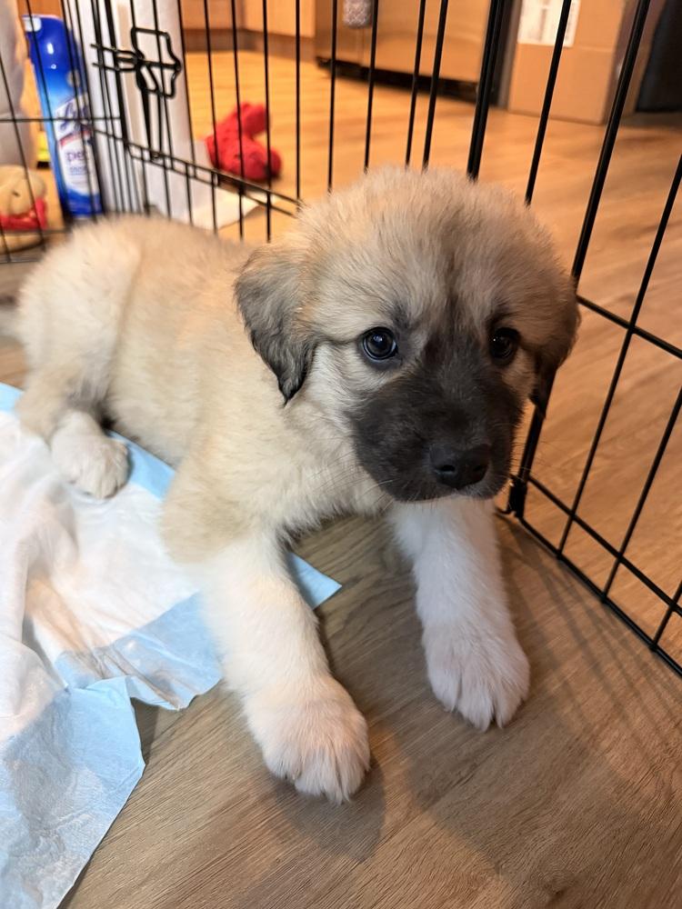 Enlarge Koda, a Adoptable mixed breed in Denver, CO image 1/4