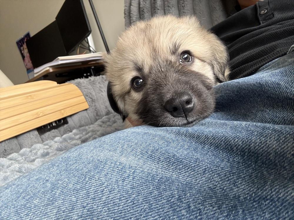 Enlarge Koda, a Adoptable mixed breed in Denver, CO image 2/4