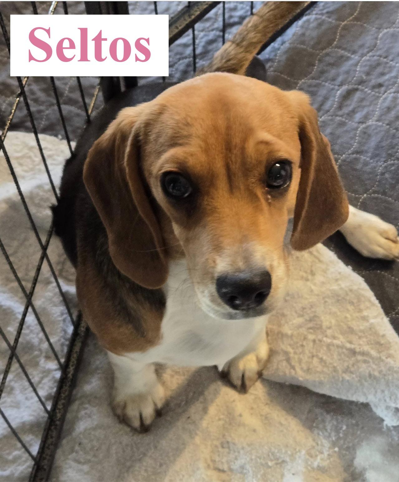 Enlarge Seltos, a Adopted Beagle in Portland, OR image 1/3
