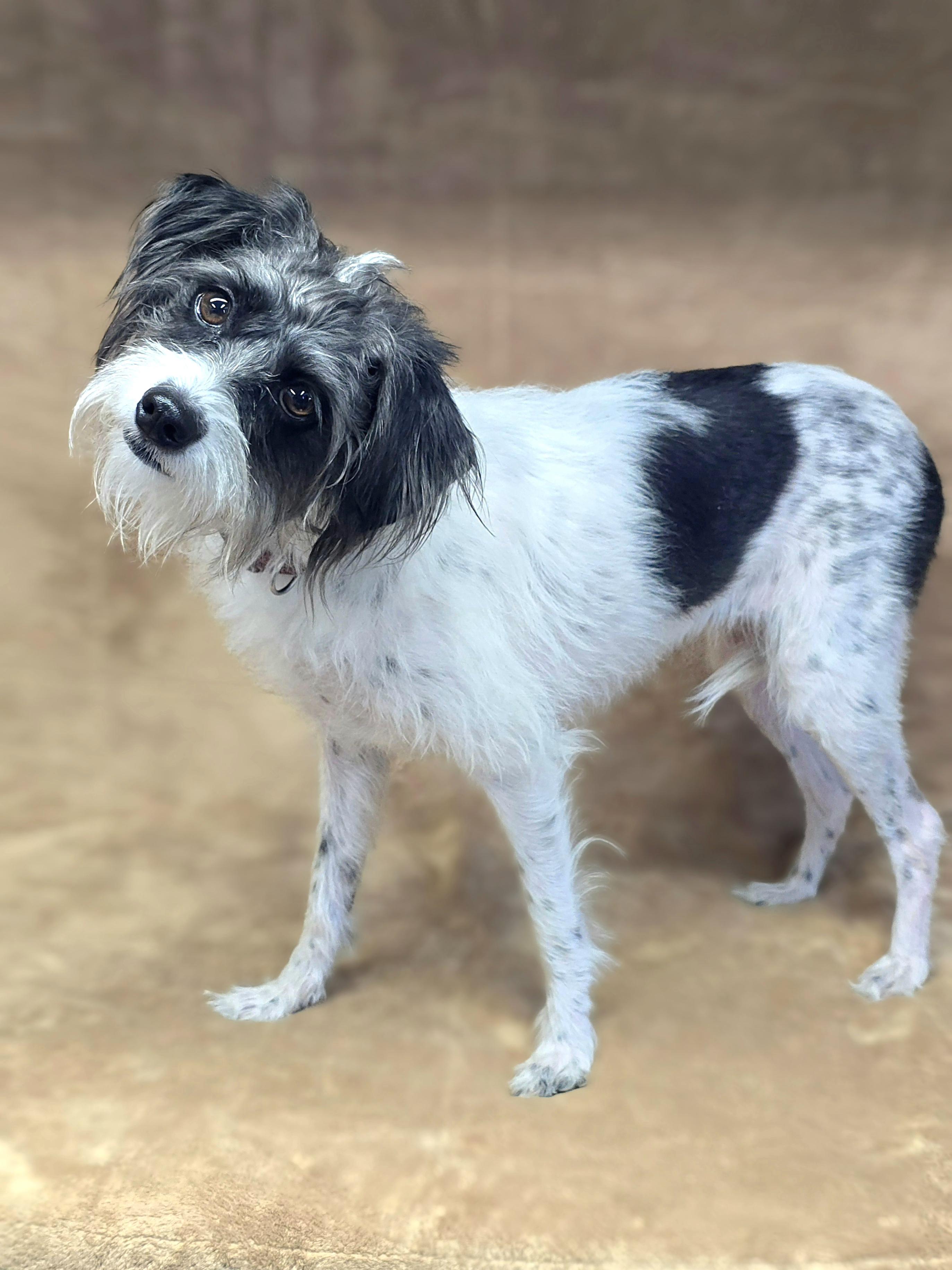 Enlarge Lady, a Adopted mixed breed in San Pedro, CA image 5/6
