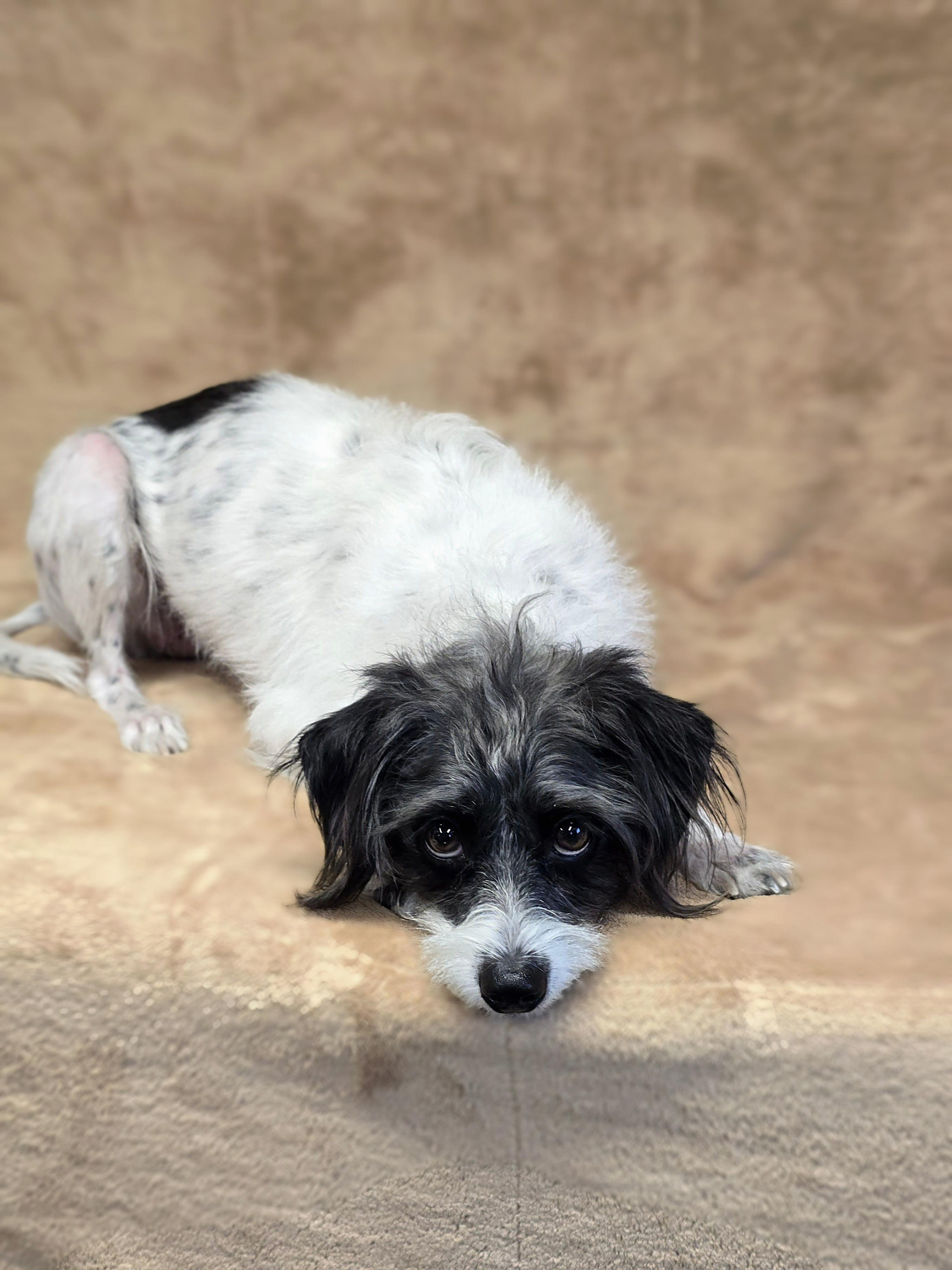 Enlarge Lady, a Adopted mixed breed in San Pedro, CA image 3/6