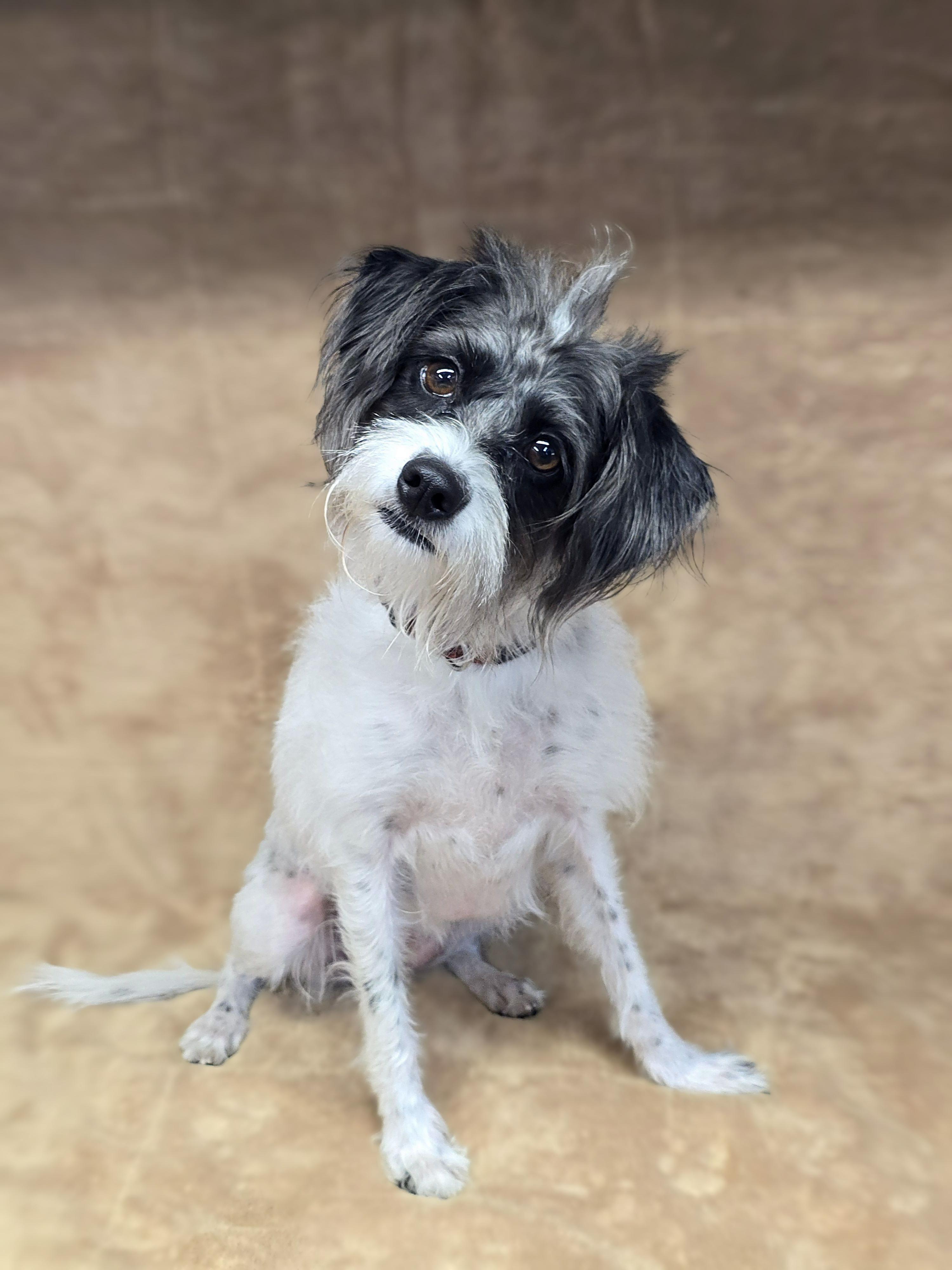 Enlarge Lady, a Adopted mixed breed in San Pedro, CA image 4/6