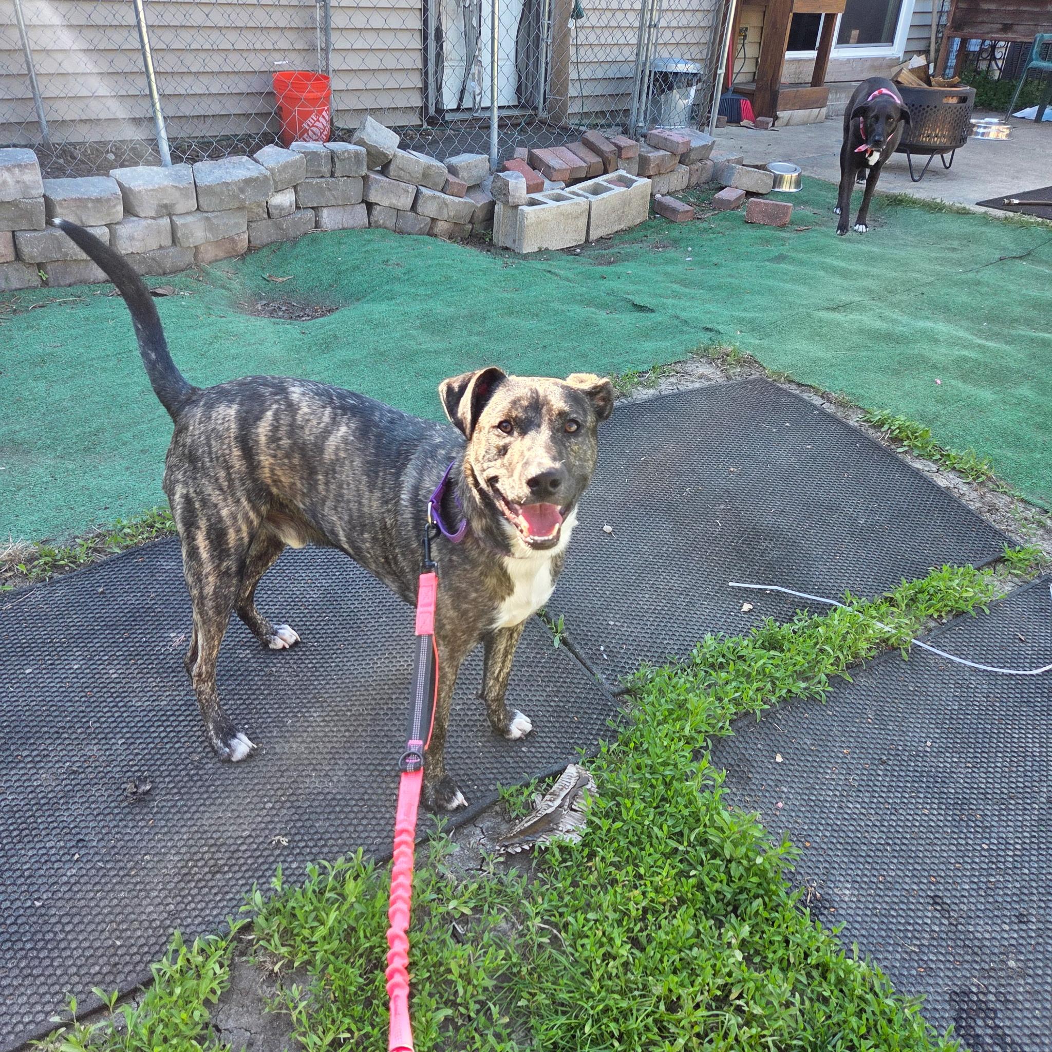 Enlarge Louie, a ADOPTABLE mixed breed in Warrenville, IL image 4/5