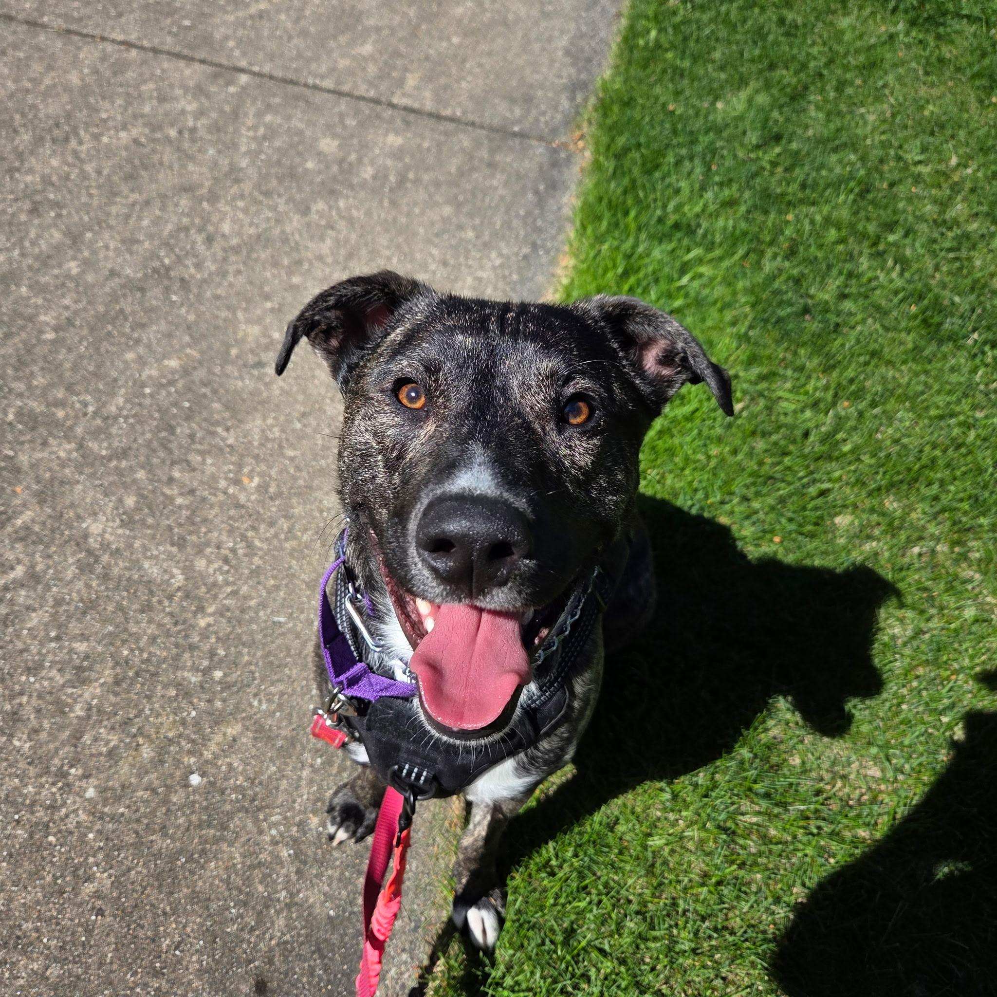 Enlarge Louie, a ADOPTABLE mixed breed in Warrenville, IL image 1/5
