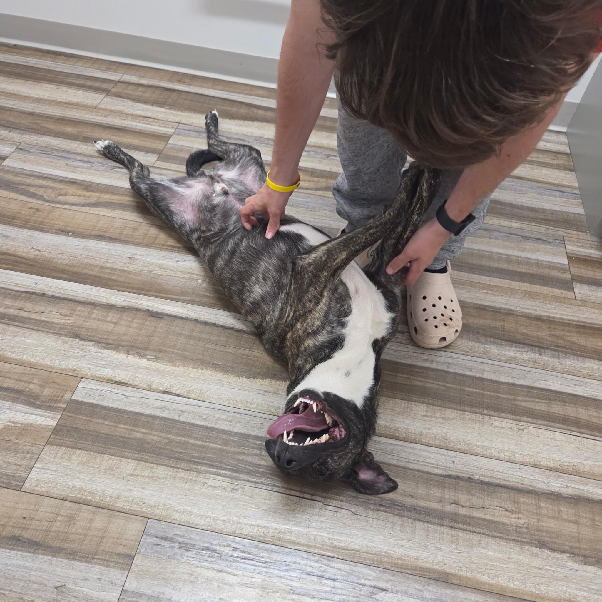 Enlarge Louie, a ADOPTABLE mixed breed in Warrenville, IL image 3/5