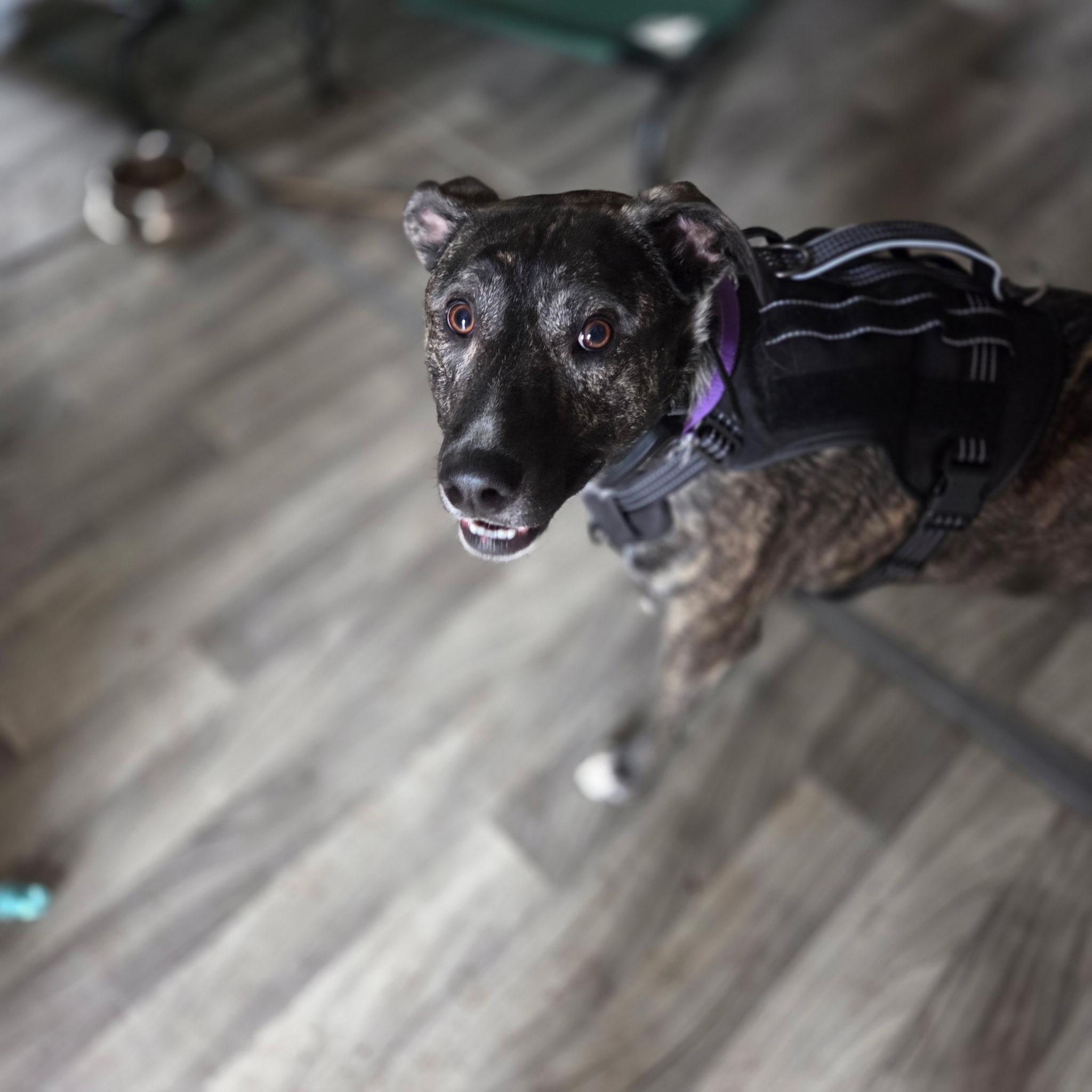 Enlarge Louie, a ADOPTABLE mixed breed in Warrenville, IL image 2/5