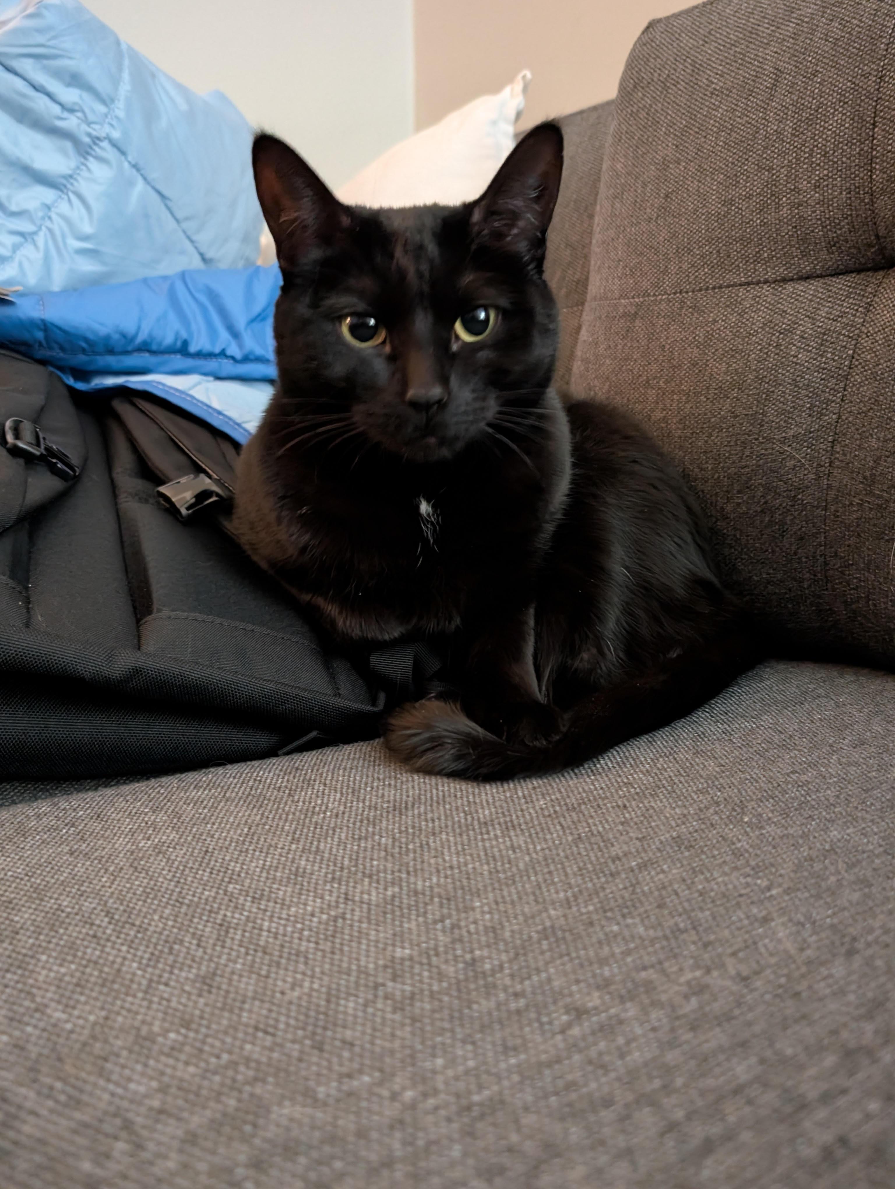 Enlarge Pepper, an adopted Domestic Short Hair in Fairfax, VA image 1/4