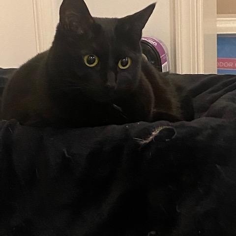 Enlarge Pepper, an adopted Domestic Short Hair in Fairfax, VA image 2/4