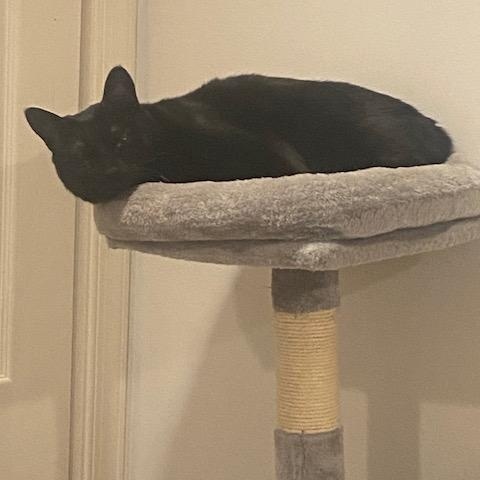 Enlarge Pepper, an adopted Domestic Short Hair in Fairfax, VA image 4/4