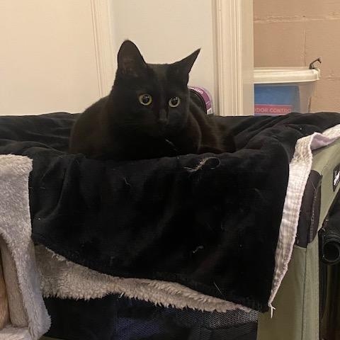 Enlarge Pepper, an adopted Domestic Short Hair in Fairfax, VA image 3/4