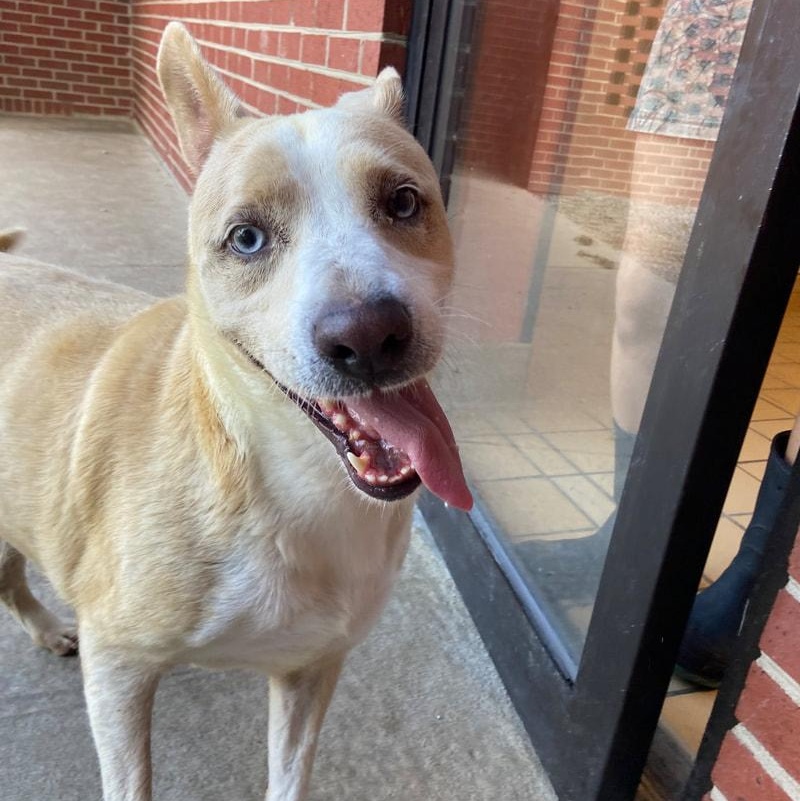 Enlarge Chloe, a Adoptable mixed breed in Lumberton, NC image 2/4