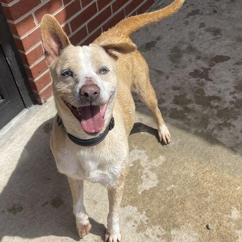 Chloe, Adoptable, Adult Female Pit Bull Terrier.