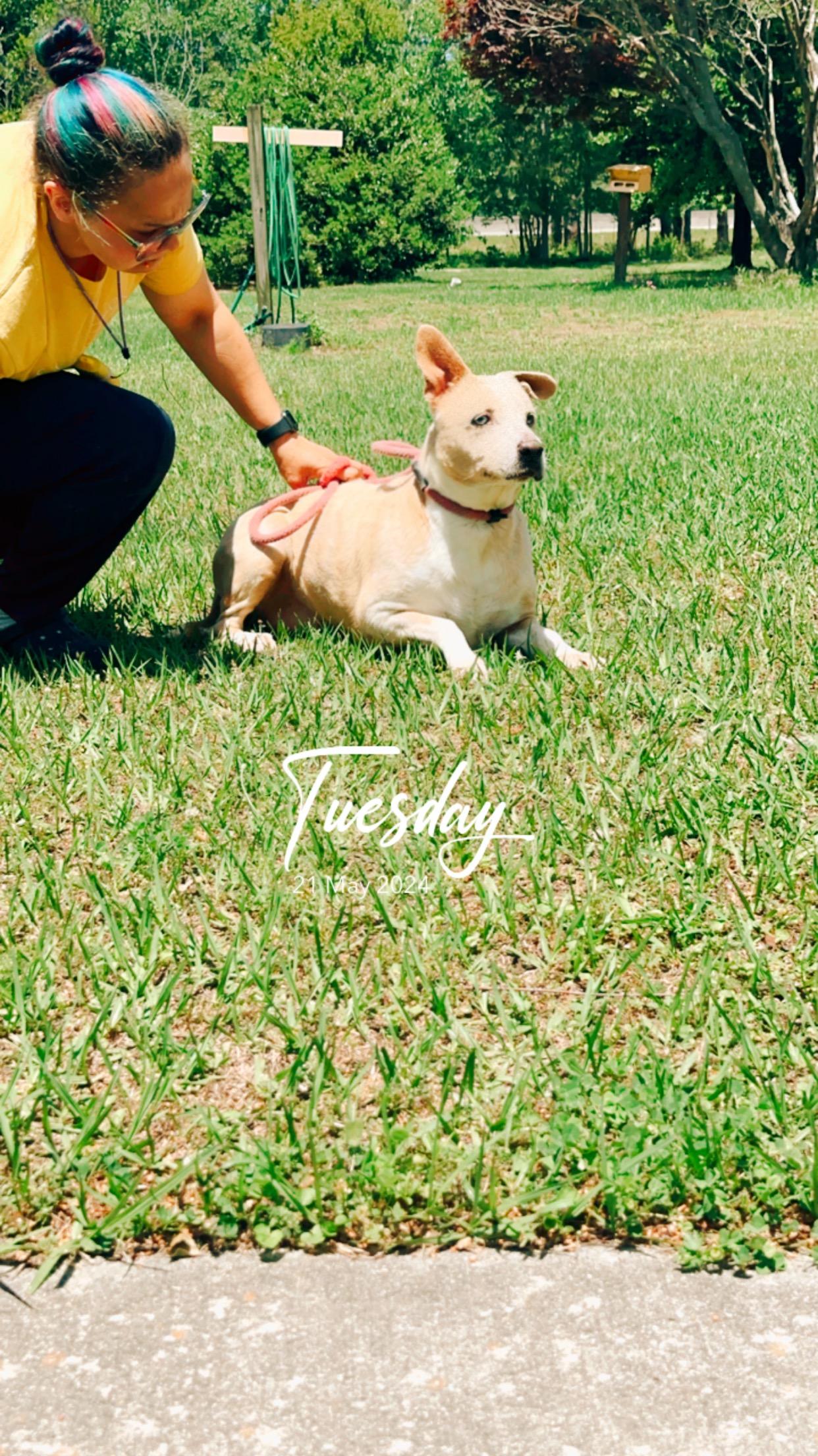 Enlarge Chloe, a Adoptable mixed breed in Lumberton, NC image 1/2