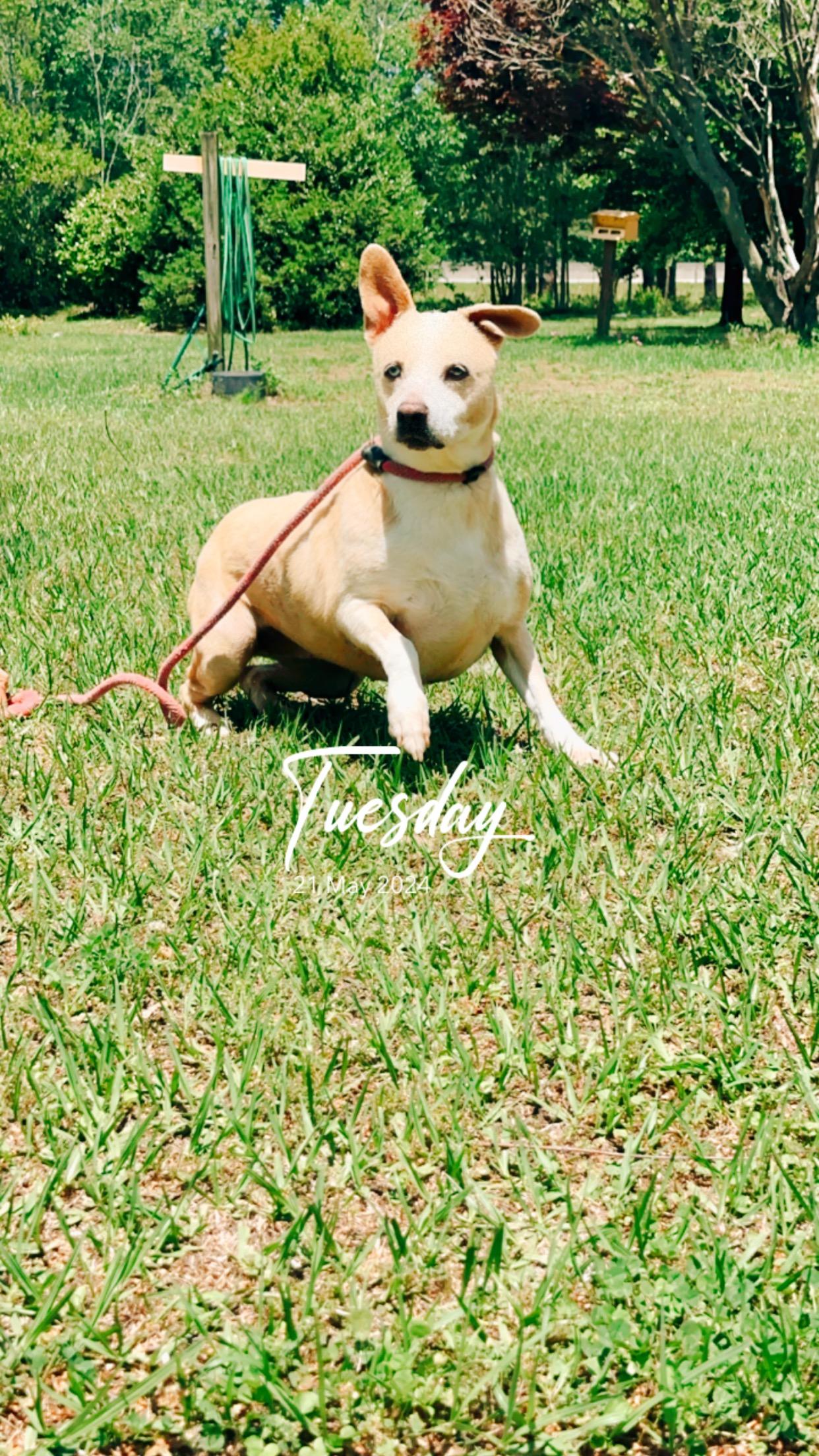 Enlarge Chloe, a Adoptable mixed breed in Lumberton, NC image 2/2