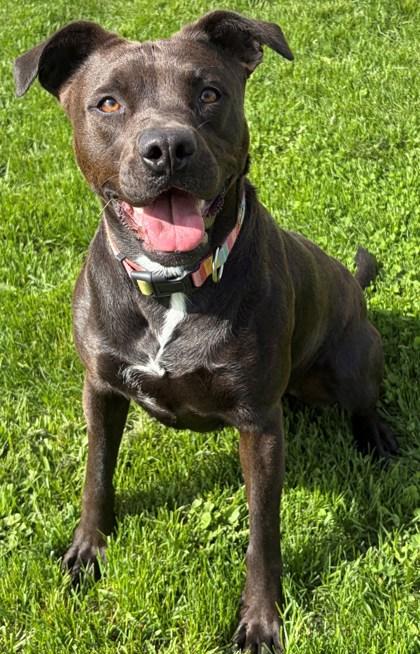 Mary Jane, Adoptable, Adult Female Terrier & Mixed Breed.