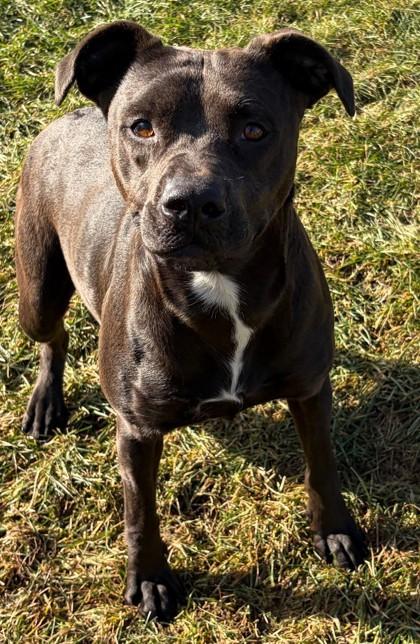 Mary Jane, Adoptable, Adult Female Terrier & Mixed Breed.