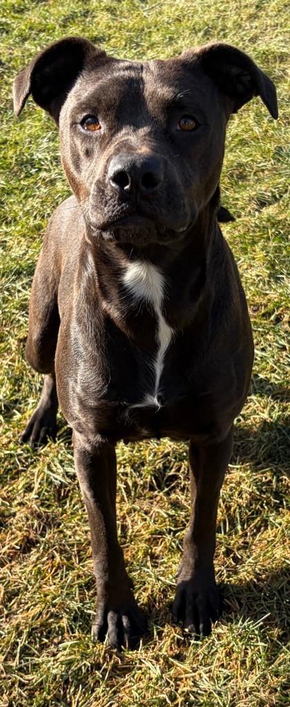 Enlarge Mary Jane, a Adoptable mixed breed in Baraboo, WI image 1/3