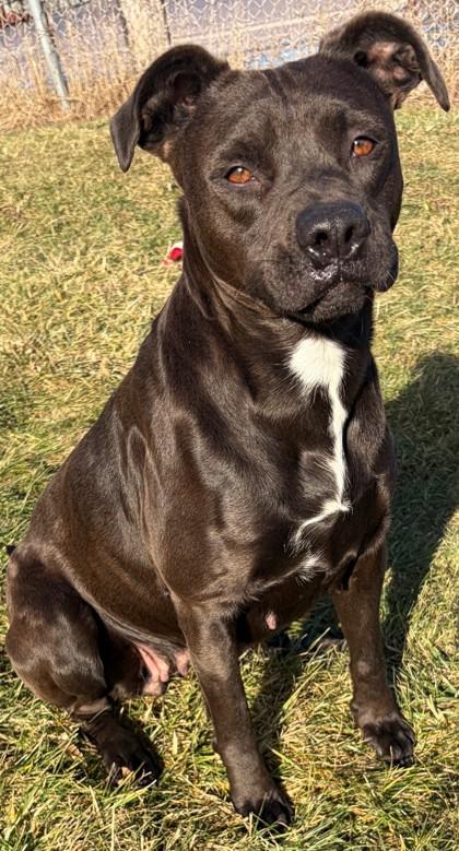 Enlarge Mary Jane, a Adoptable mixed breed in Baraboo, WI image 2/3