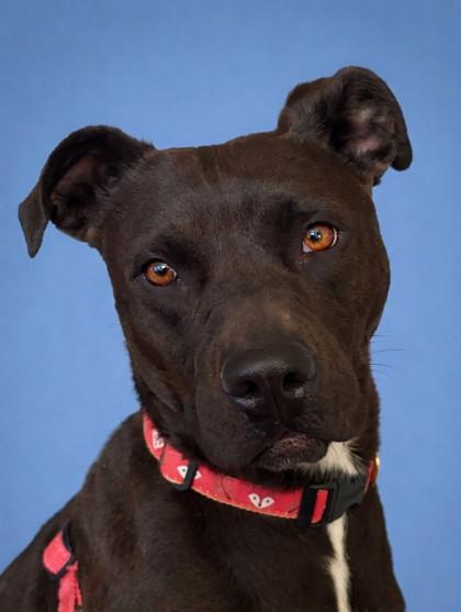 Enlarge Mary Jane, a Adoptable mixed breed in Baraboo, WI image 3/3