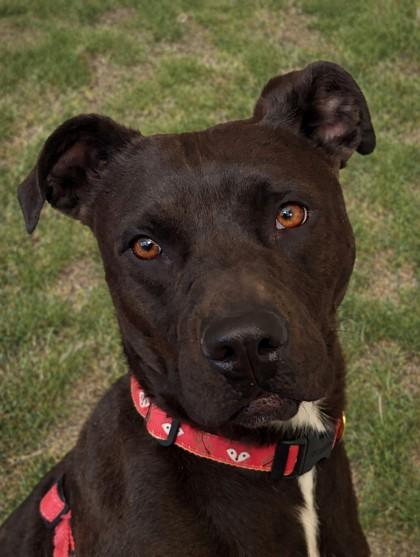 Mary Jane, Adoptable, Adult Female Terrier & Mixed Breed.