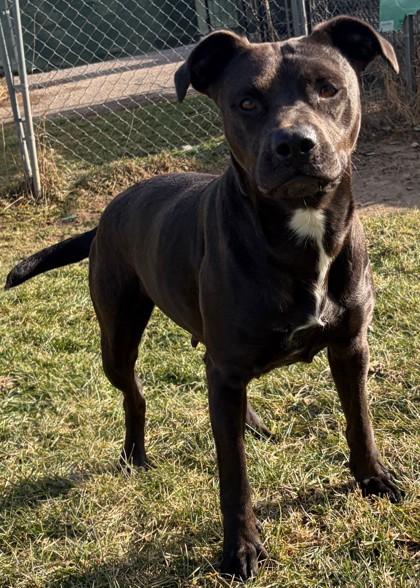 Enlarge Mary Jane, a Adoptable mixed breed in Baraboo, WI image 2/3
