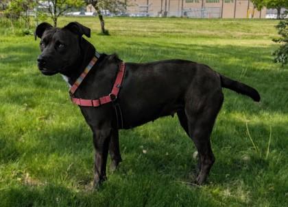 Enlarge Mary Jane, a Adoptable mixed breed in Baraboo, WI image 2/3