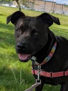 Enlarge Mary Jane, a Adoptable mixed breed in Baraboo, WI image 3/3