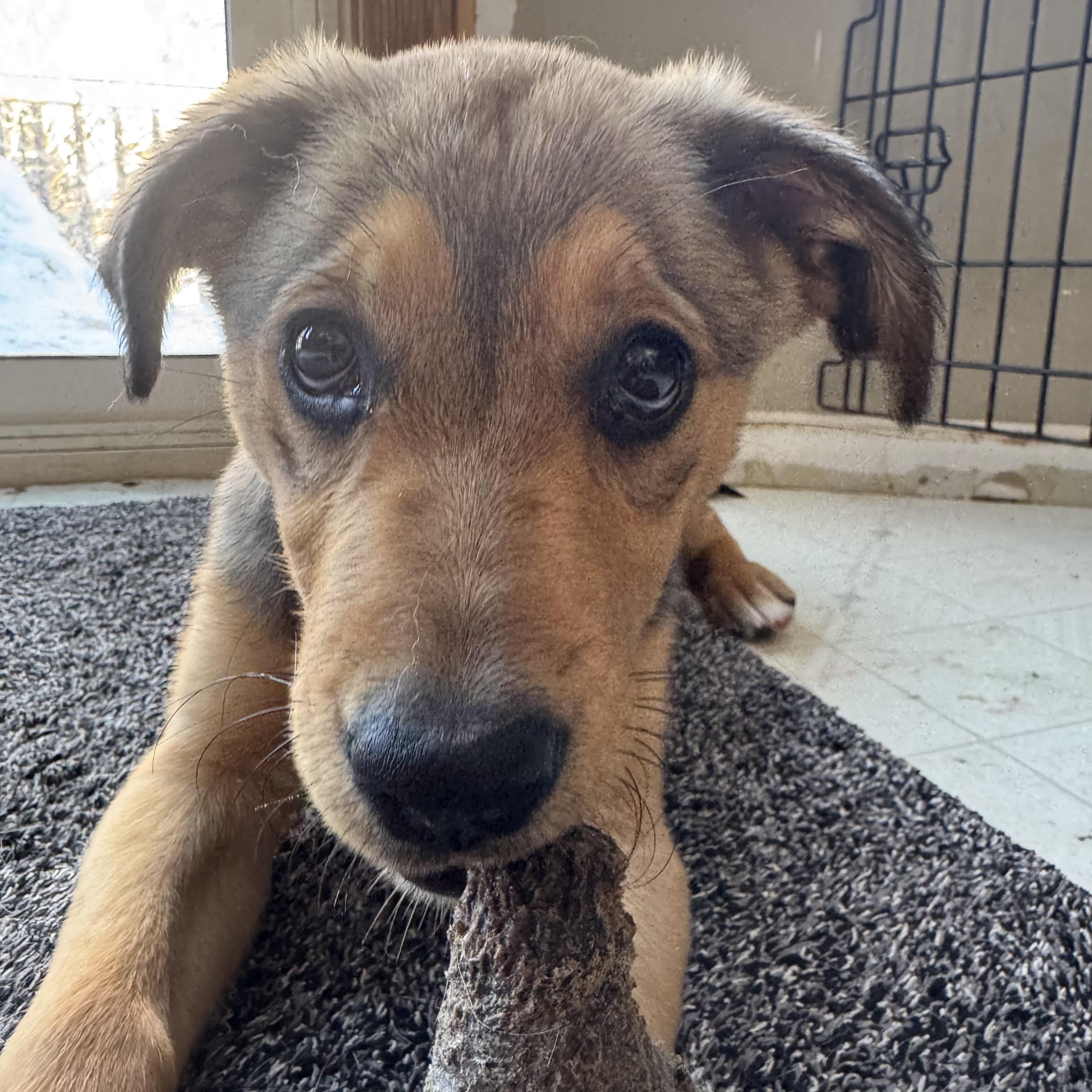 Enlarge Cookie, a ADOPTABLE mixed breed in Prior Lake, MN image 2/5